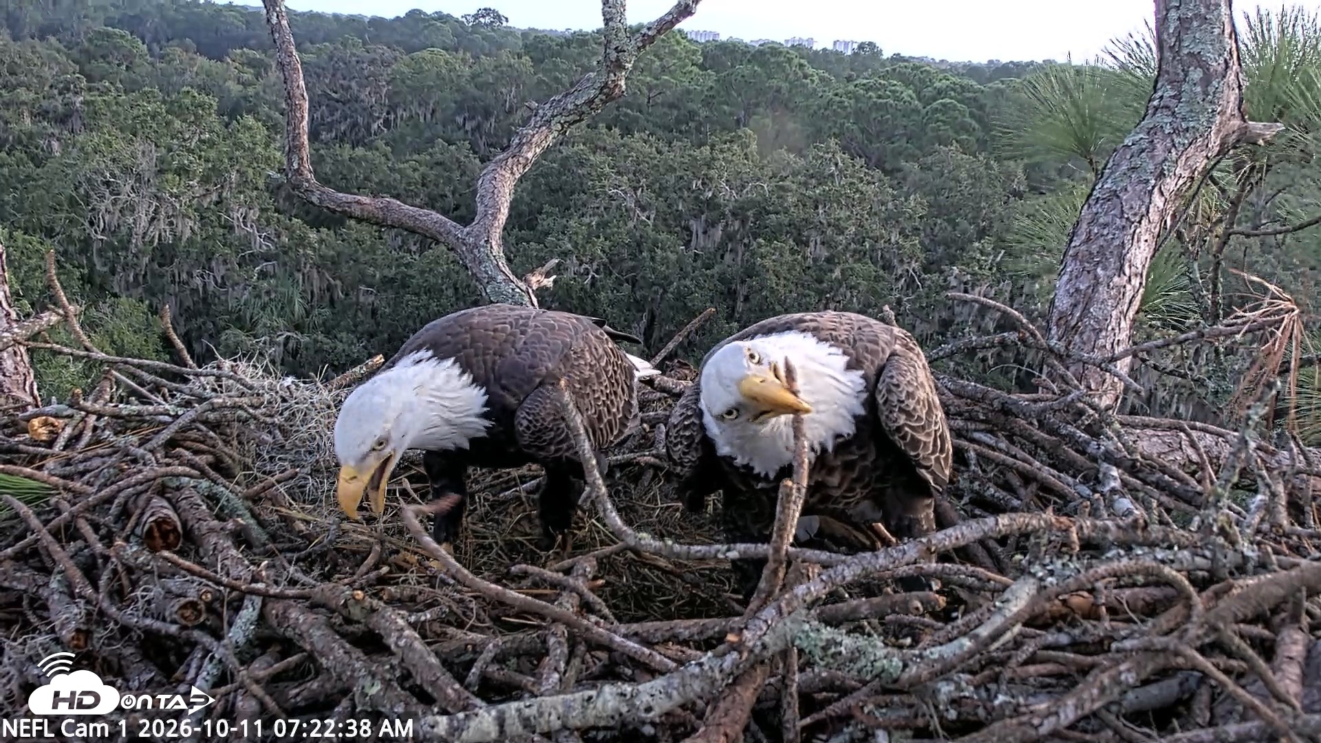 Snapshot of NE Florida Eagles Live Webcam taken Oct 11, 2026, 7:23am EDT