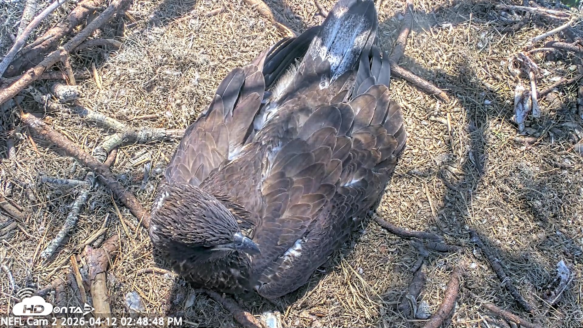 Snapshot of NE Florida Eagles Live Webcam taken Apr 12, 2026, 2:49pm EDT