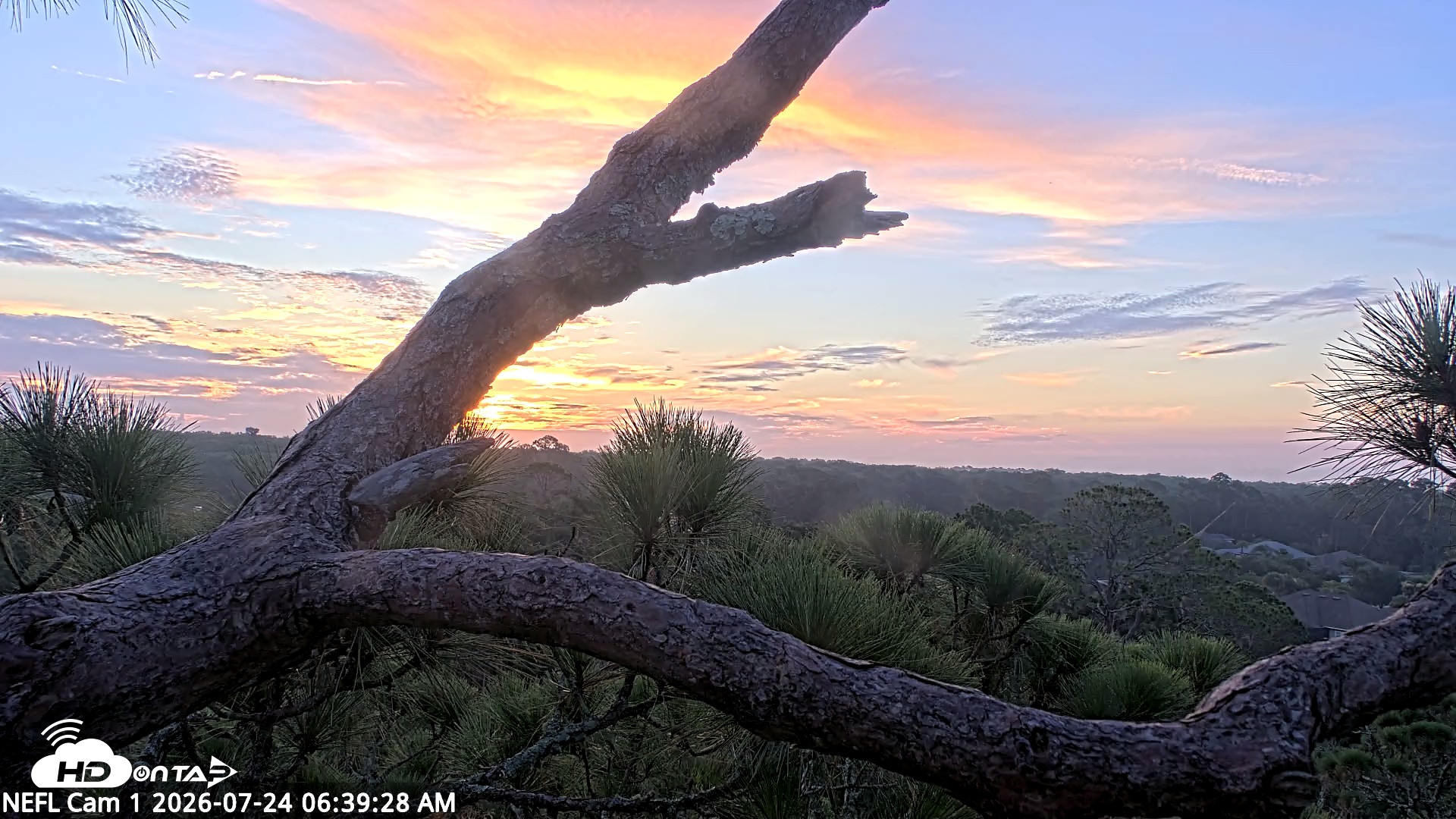 Snapshot of NE Florida Eagles Live Webcam taken Jul 24, 2026, 6:41am EDT