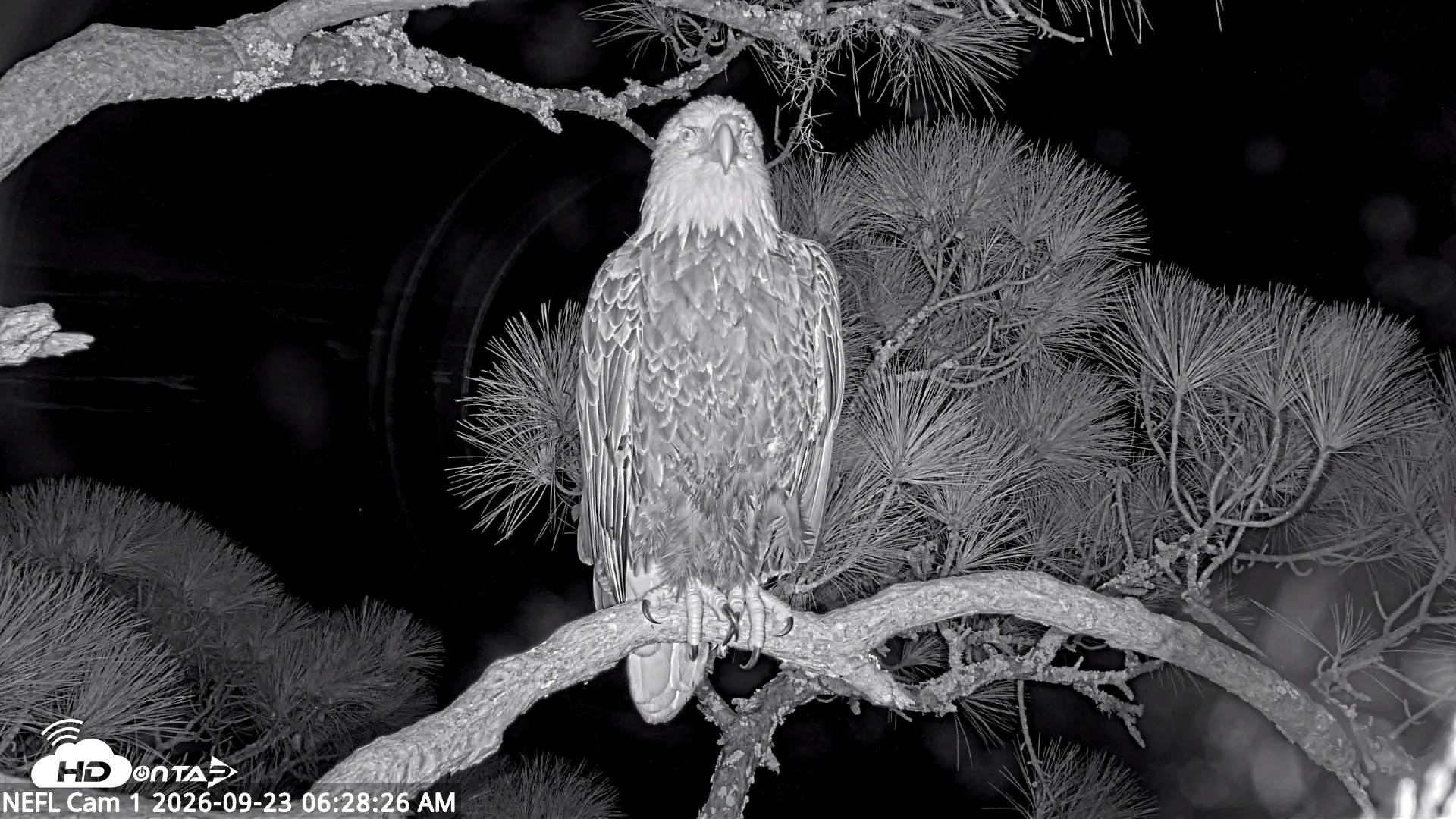 Snapshot of NE Florida Eagles Live Webcam taken Sep 23, 2026, 6:30am EDT