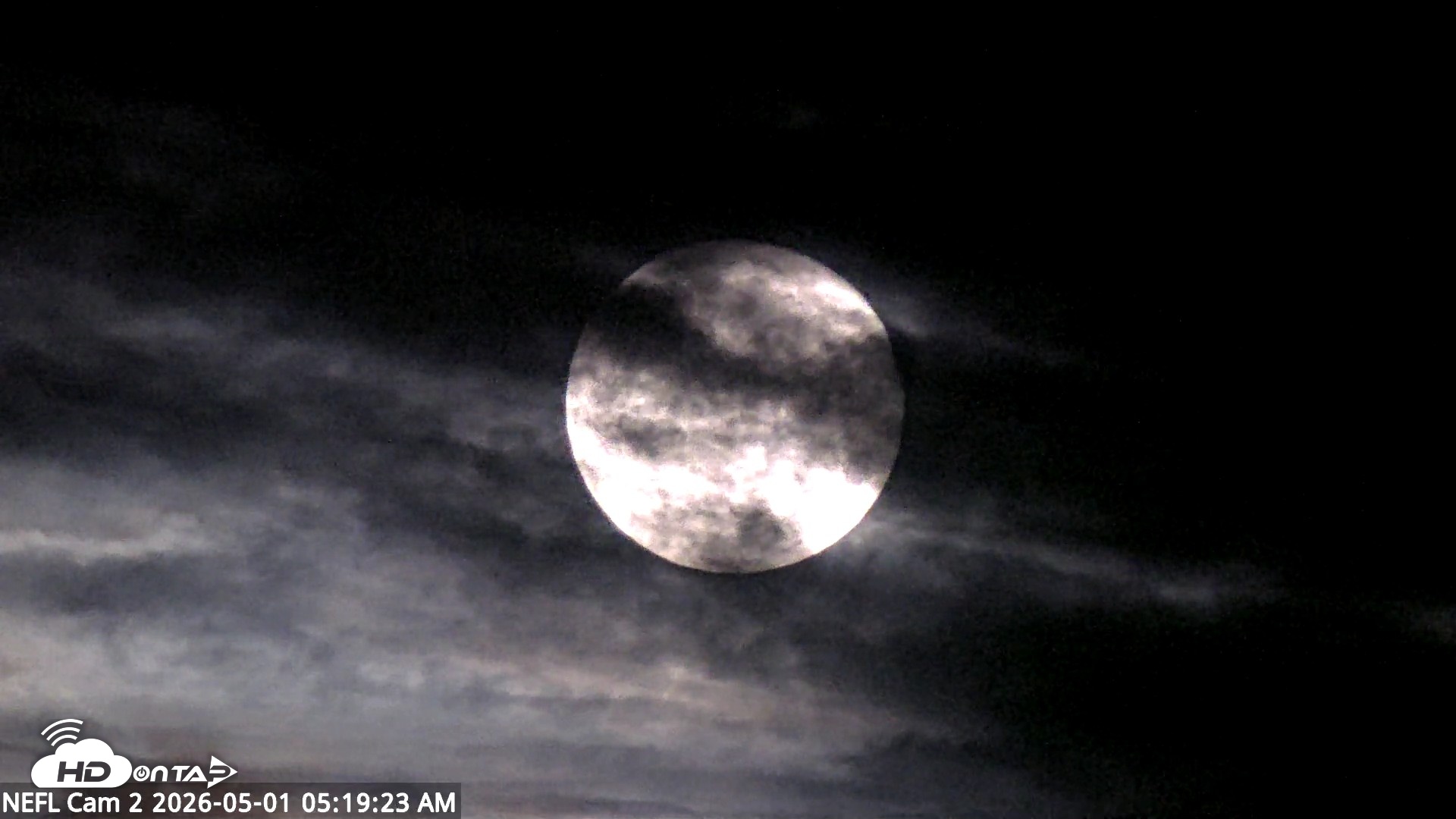 Snapshot of NE Florida Eagles Live Webcam taken May 1, 2026, 5:21am EDT