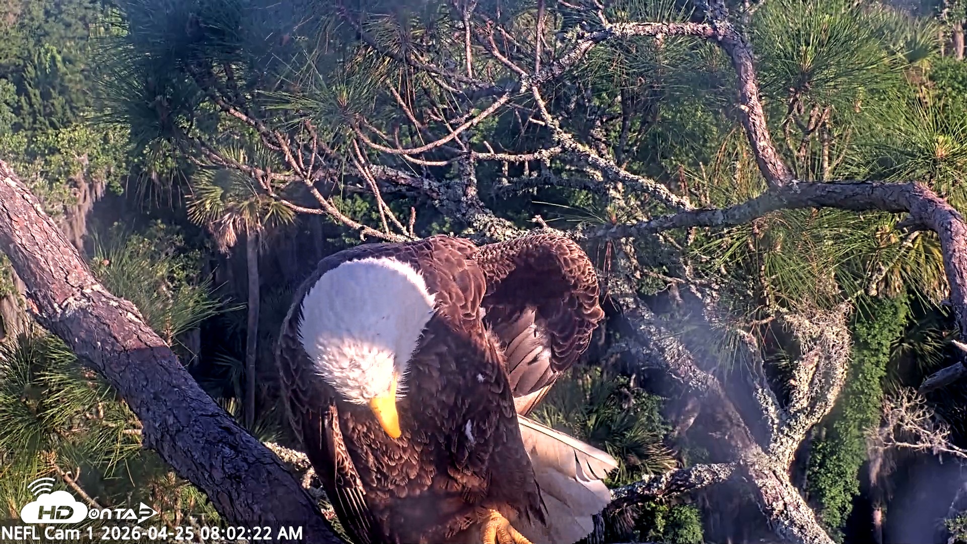 Snapshot of NE Florida Eagles Live Webcam taken Apr 25, 2026, 8:03am EDT
