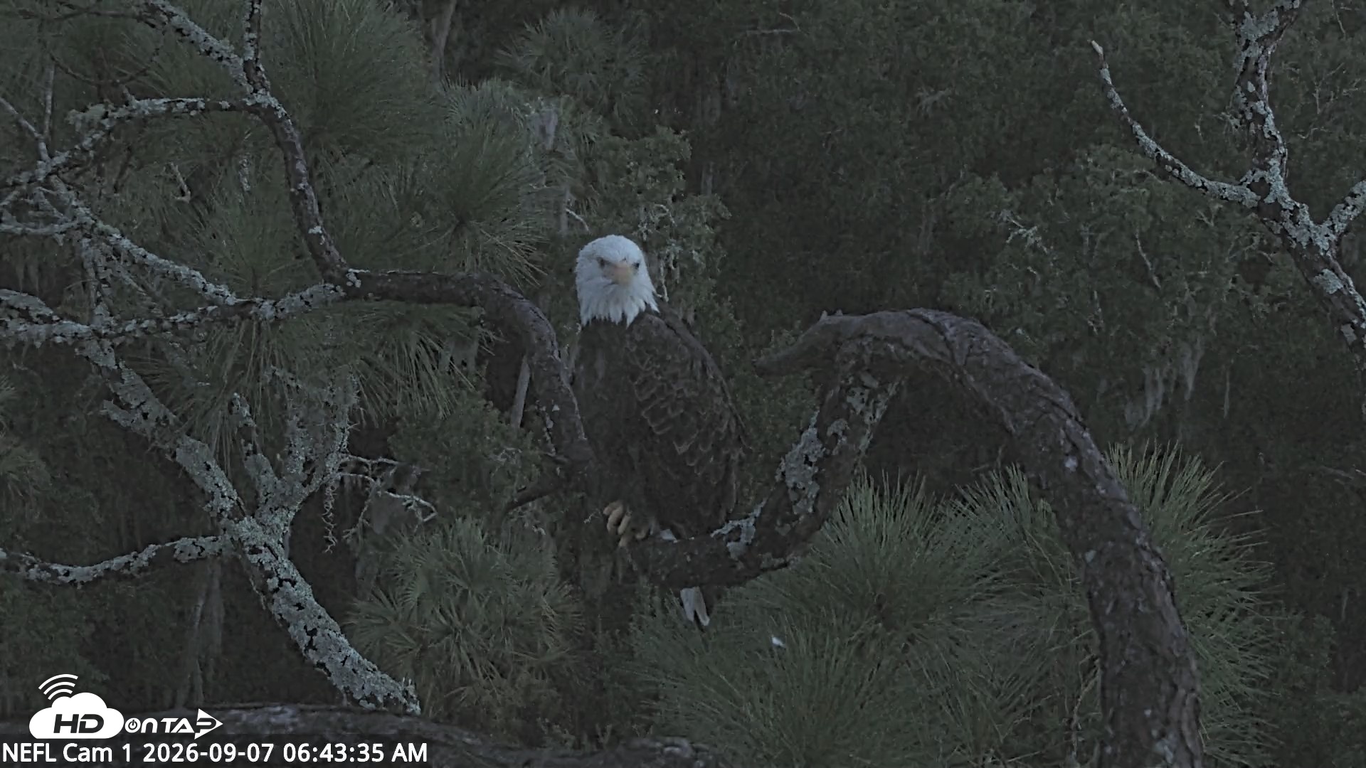 Snapshot of NE Florida Eagles Live Webcam taken Sep 7, 2026, 6:44am EDT