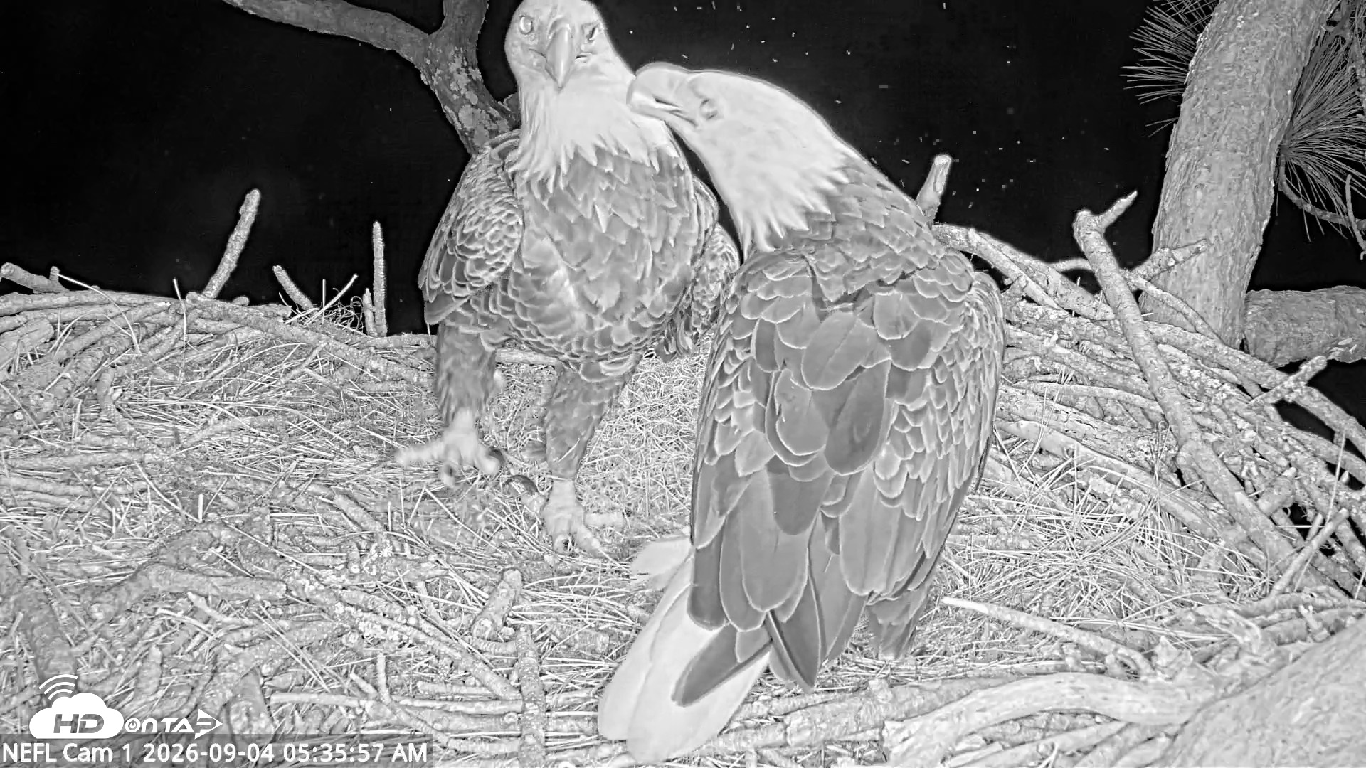 Snapshot of NE Florida Eagles Live Webcam taken Sep 4, 2026, 5:36am EDT