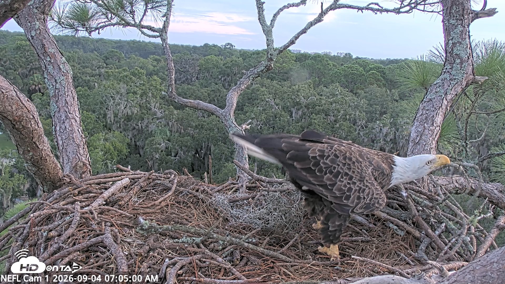 Snapshot of NE Florida Eagles Live Webcam taken Sep 4, 2026, 7:05am EDT