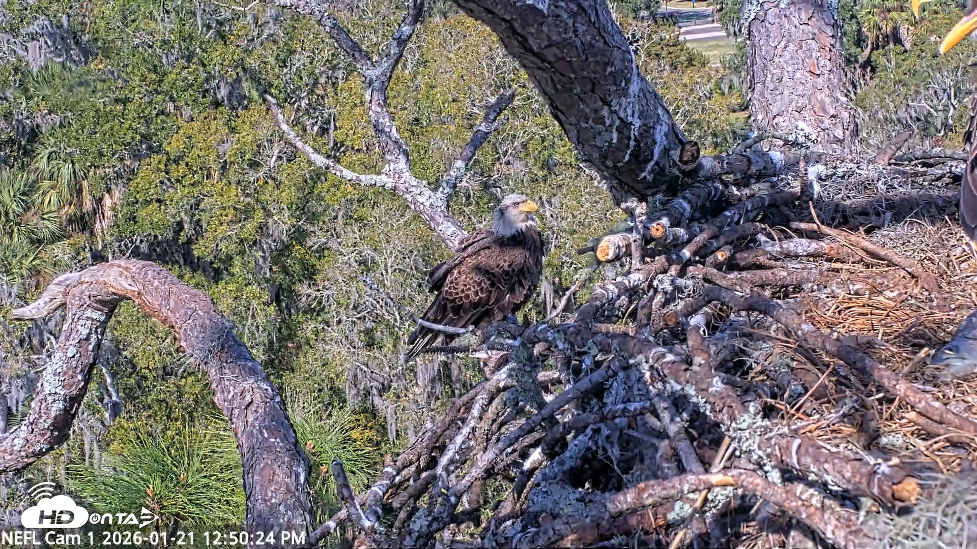 Snapshot of NE Florida Eagles Live Webcam taken Jan 21, 2026, 12:51pm EST