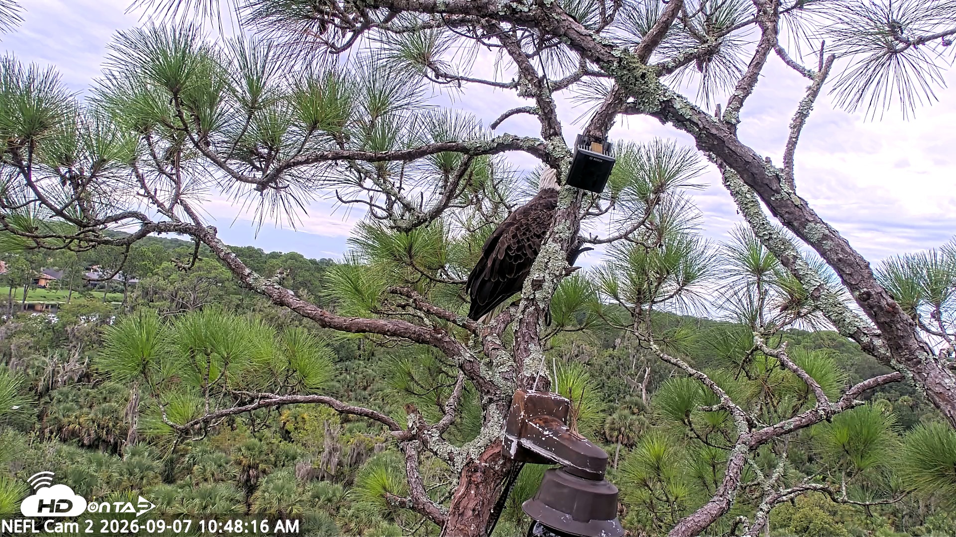 Snapshot of NE Florida Eagles Live Webcam taken Sep 7, 2026, 10:49am EDT