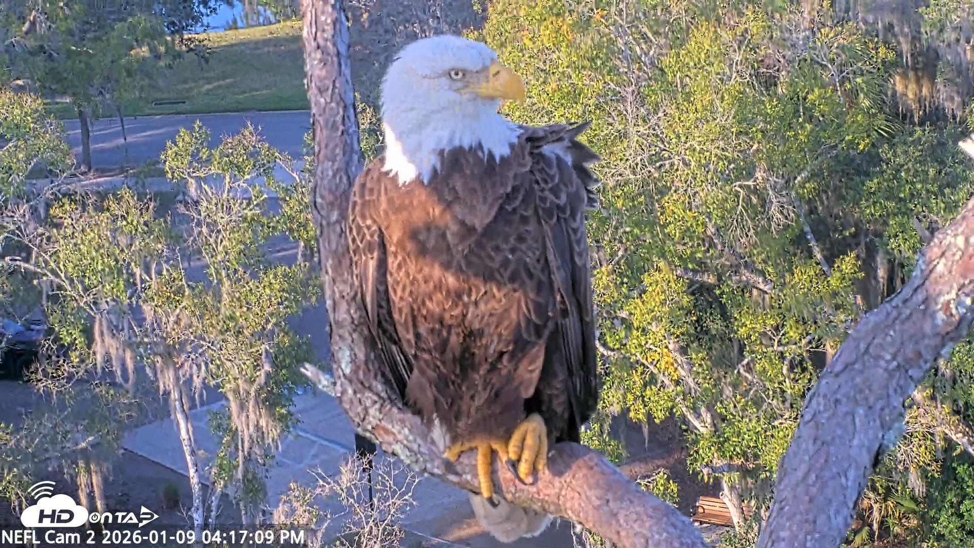 Snapshot of NE Florida Eagles Live Webcam taken Jan 9, 2026, 4:18pm EST