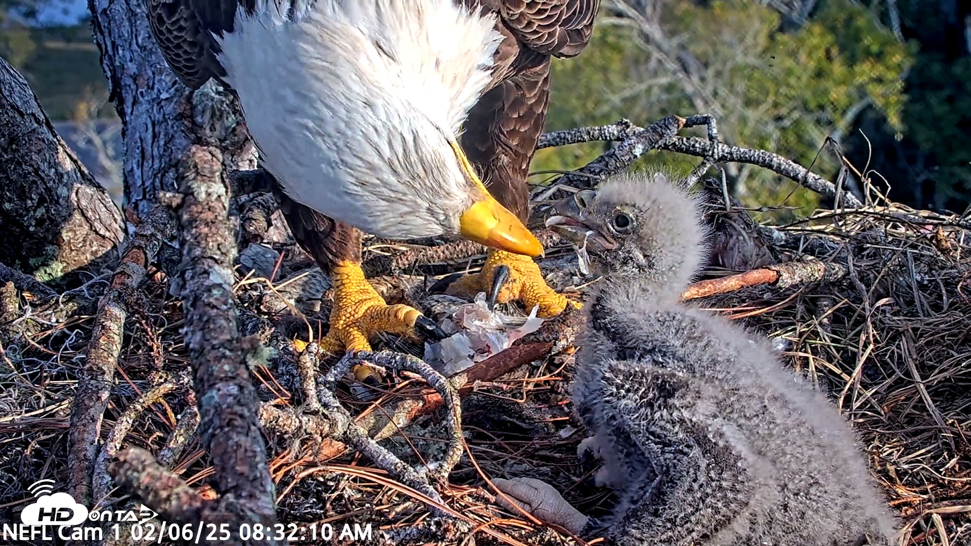 Snapshot of NE Florida Eagles Live Webcam taken Feb 6, 2025, 8:32am EST