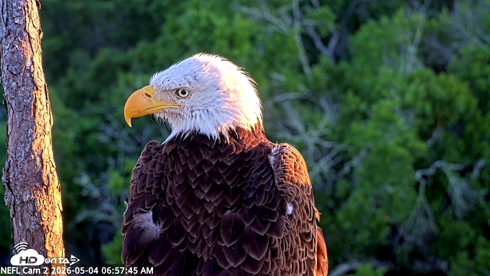 Snapshot of NE Florida Eagles Live Webcam taken May 4, 2026, 6:58am EDT