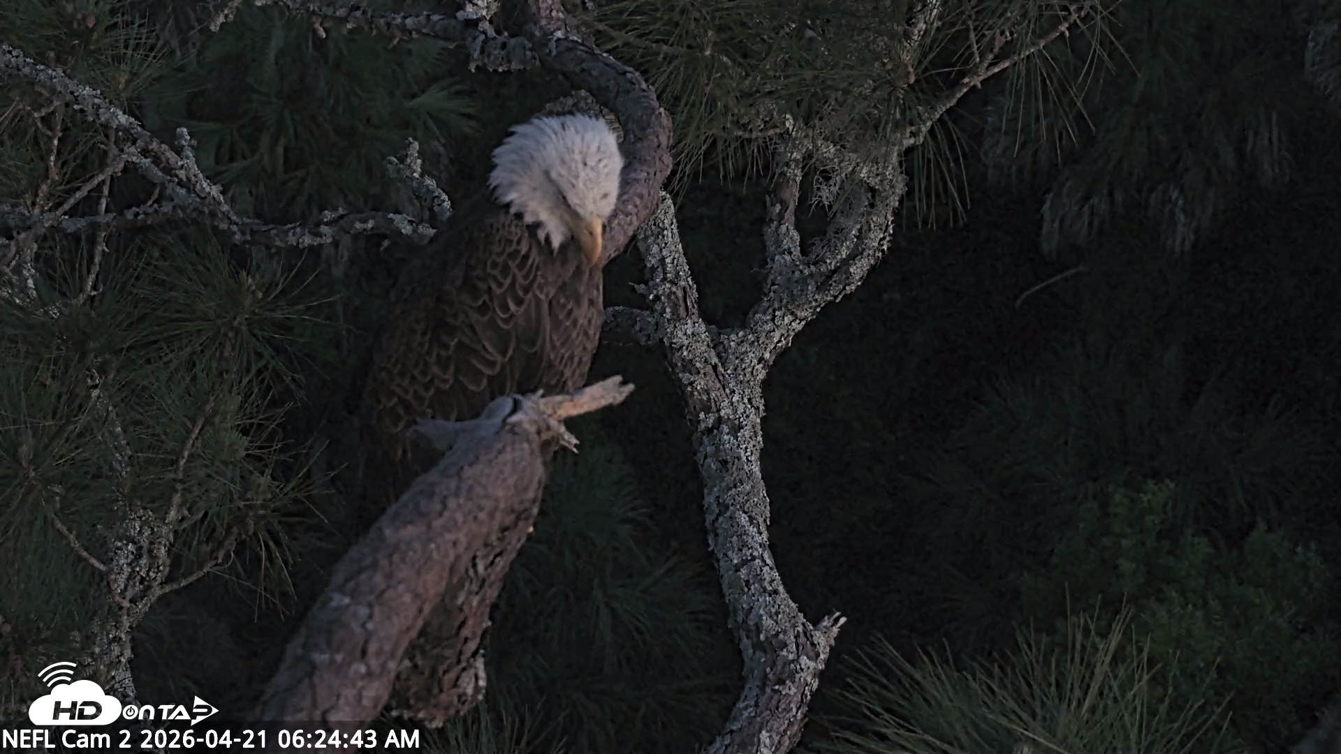 Snapshot of NE Florida Eagles Live Webcam taken Apr 21, 2026, 6:26am EDT