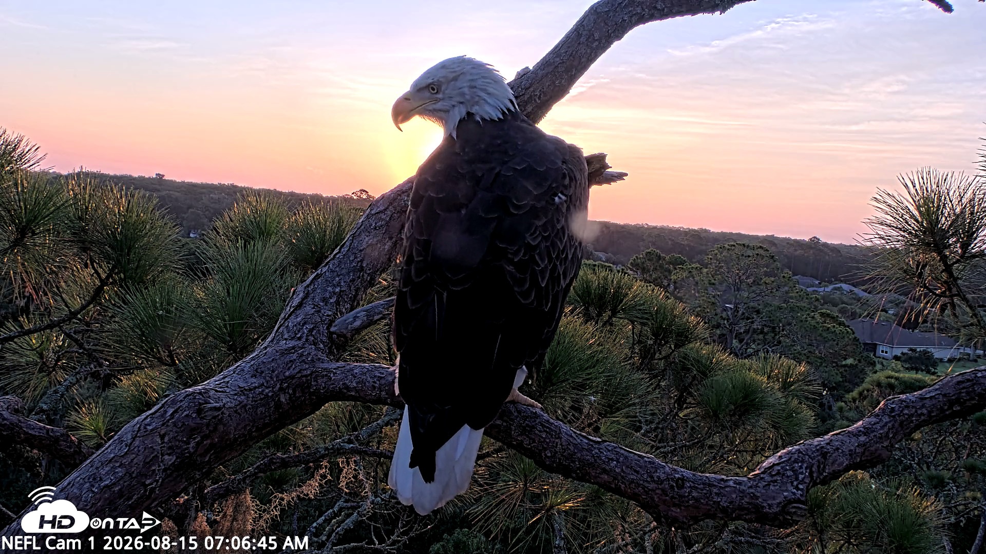 Snapshot of NE Florida Eagles Live Webcam taken Aug 15, 2026, 7:07am EDT