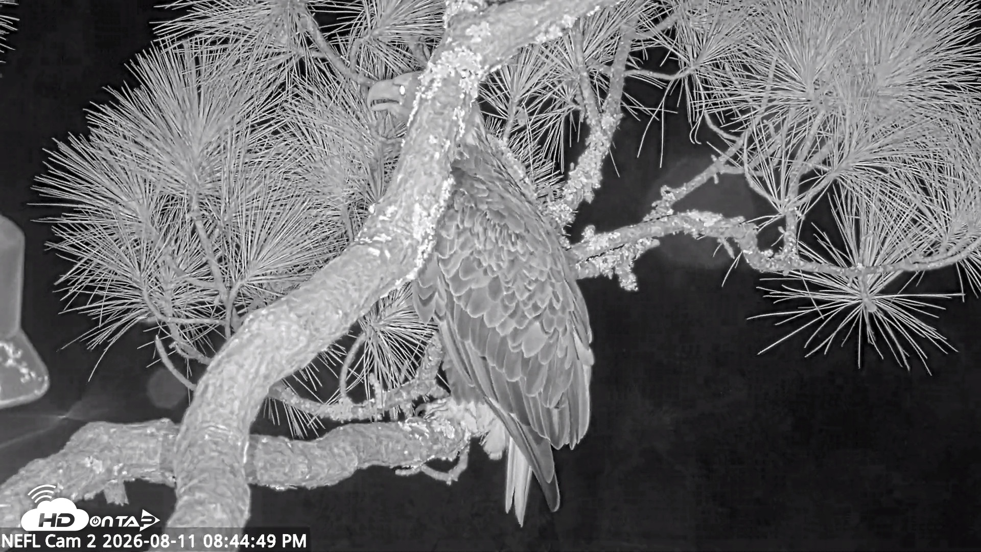 Snapshot of NE Florida Eagles Live Webcam taken Aug 11, 2026, 8:45pm EDT
