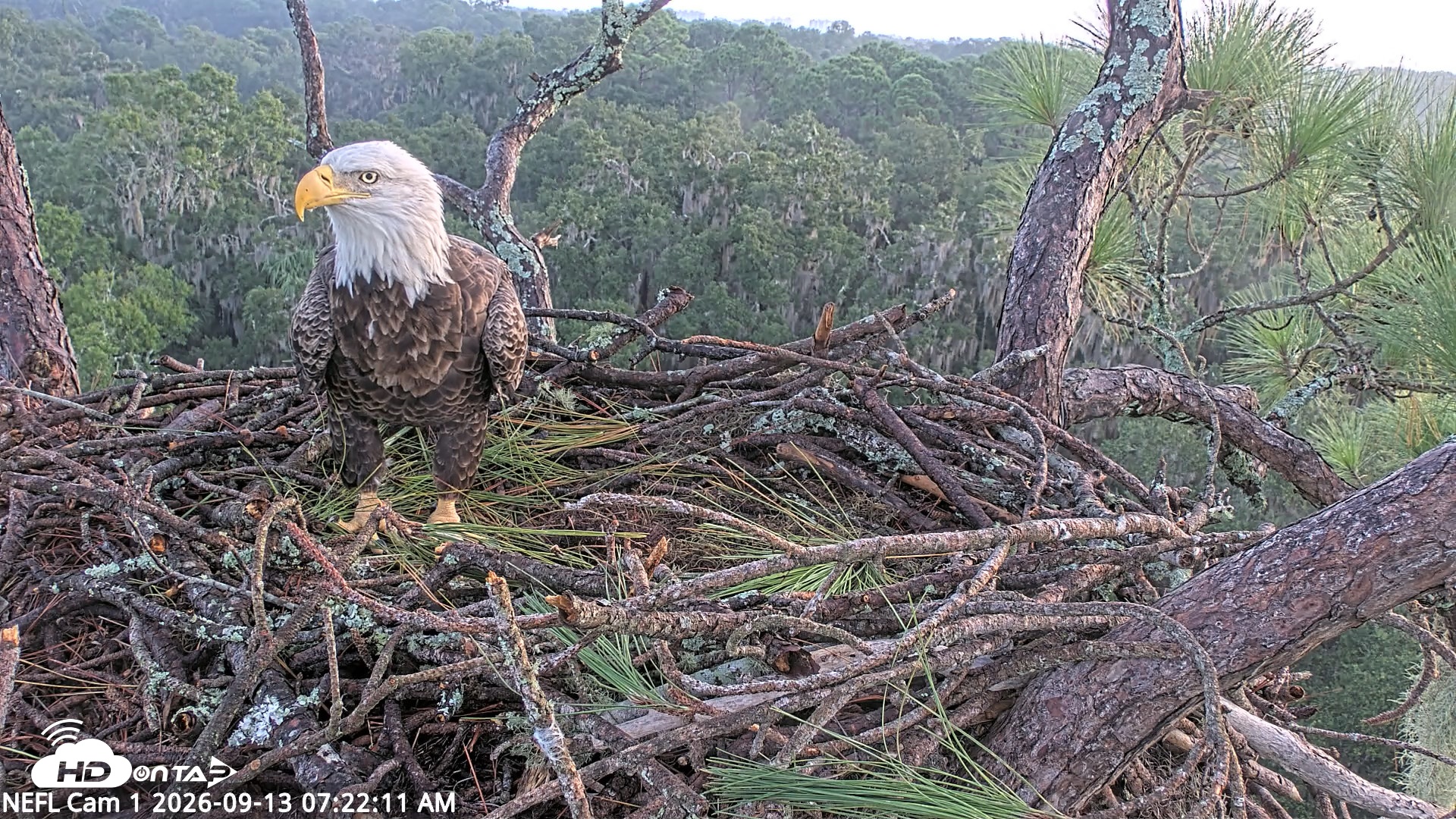 Snapshot of NE Florida Eagles Live Webcam taken Sep 13, 2026, 7:23am EDT
