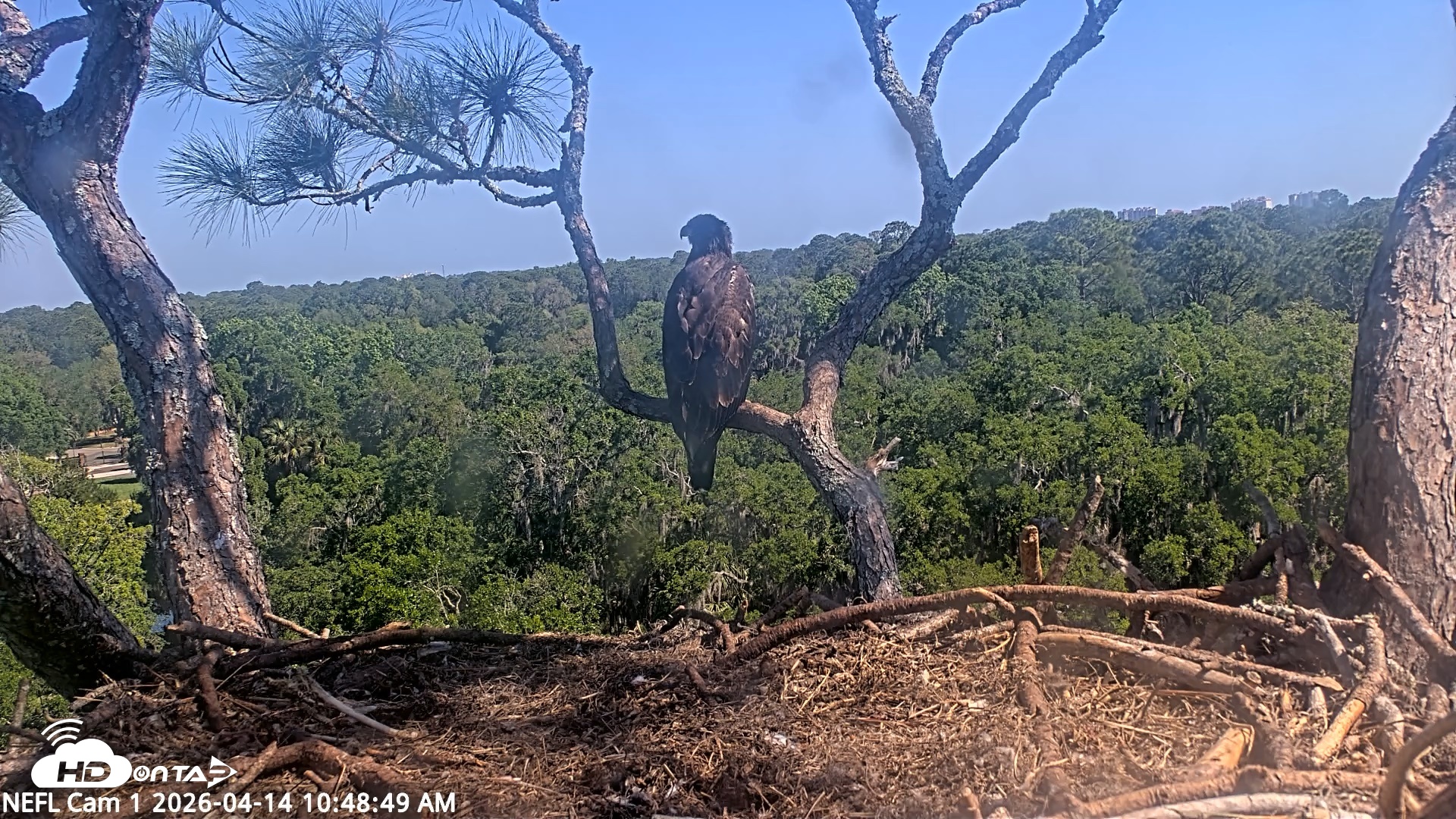 Snapshot of NE Florida Eagles Live Webcam taken Apr 14, 2026, 10:50am EDT