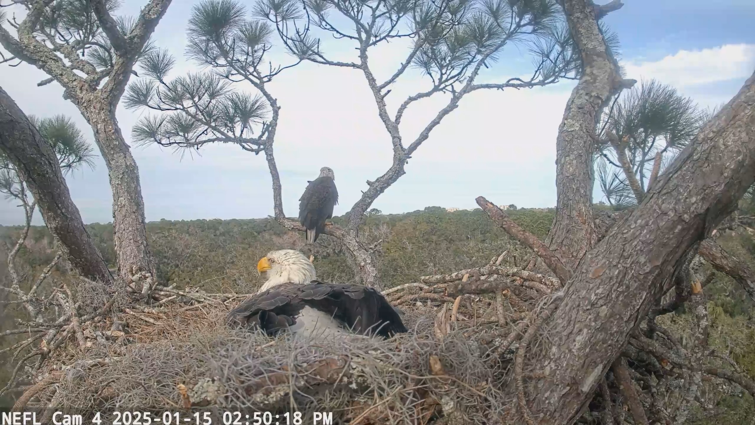 Snapshot of NE Florida Eagles Live Webcam taken Jan 15, 2025, 2:50pm EST
