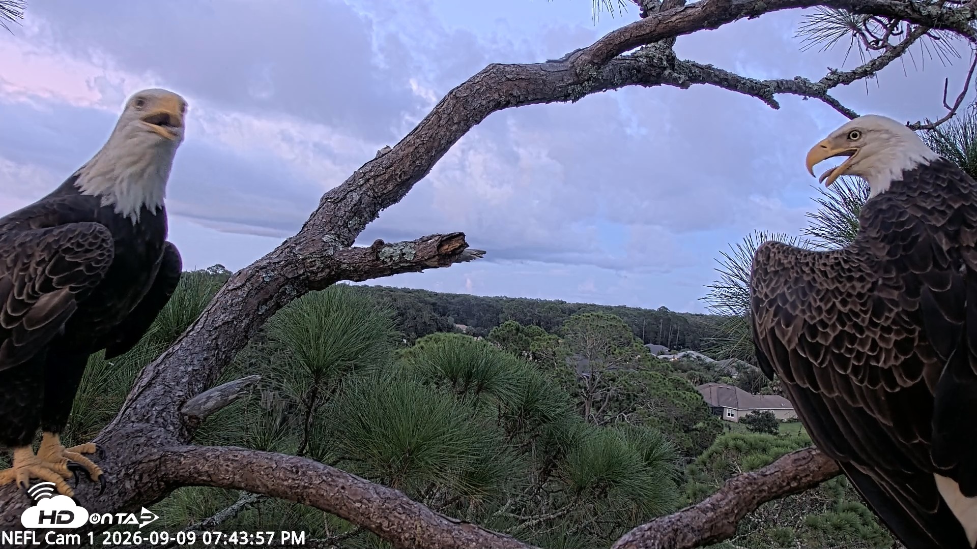 Snapshot of NE Florida Eagles Live Webcam taken Sep 9, 2026, 7:44pm EDT