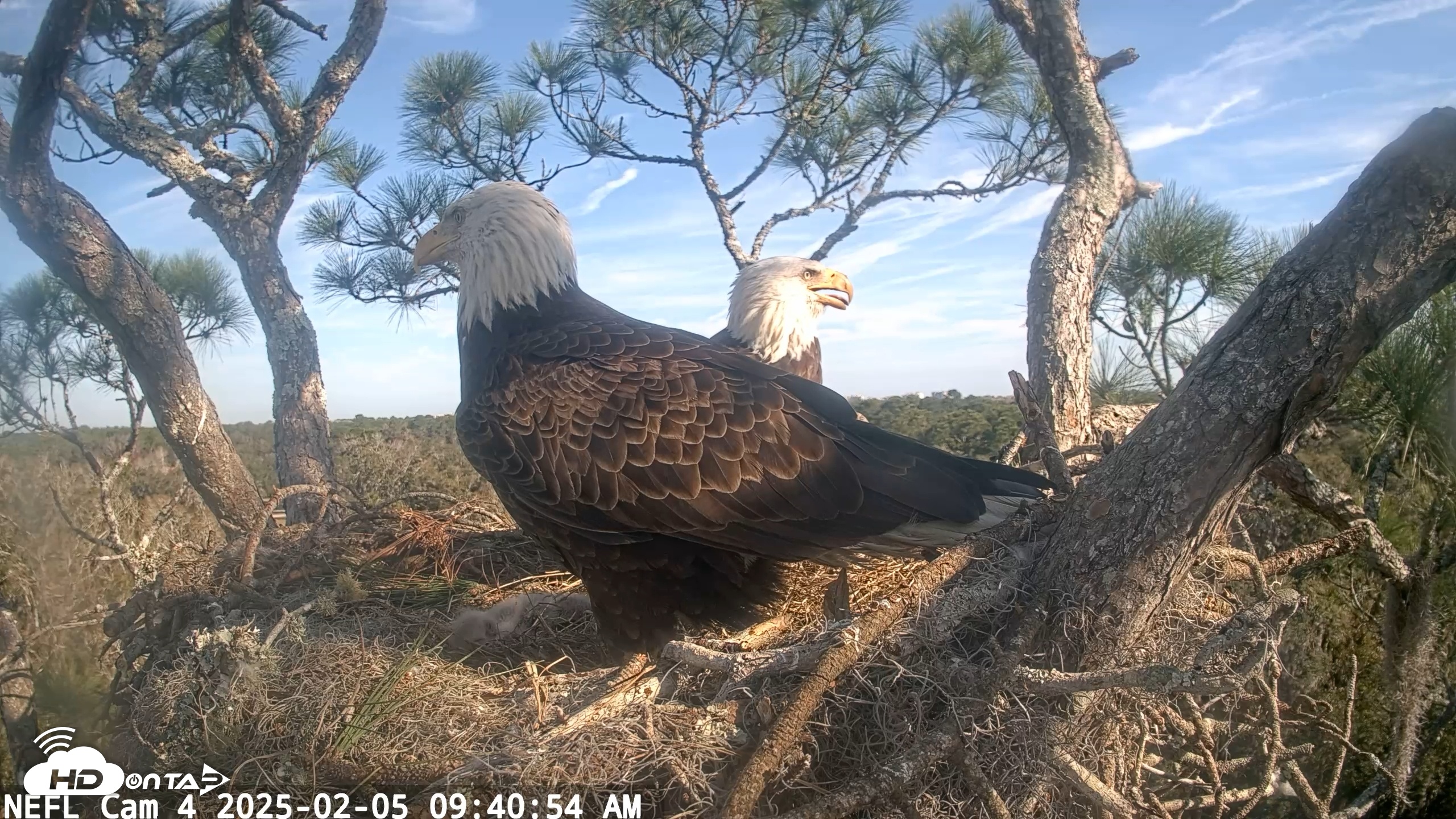 Snapshot of NE Florida Eagles Live Webcam taken Feb 5, 2025, 9:40am EST