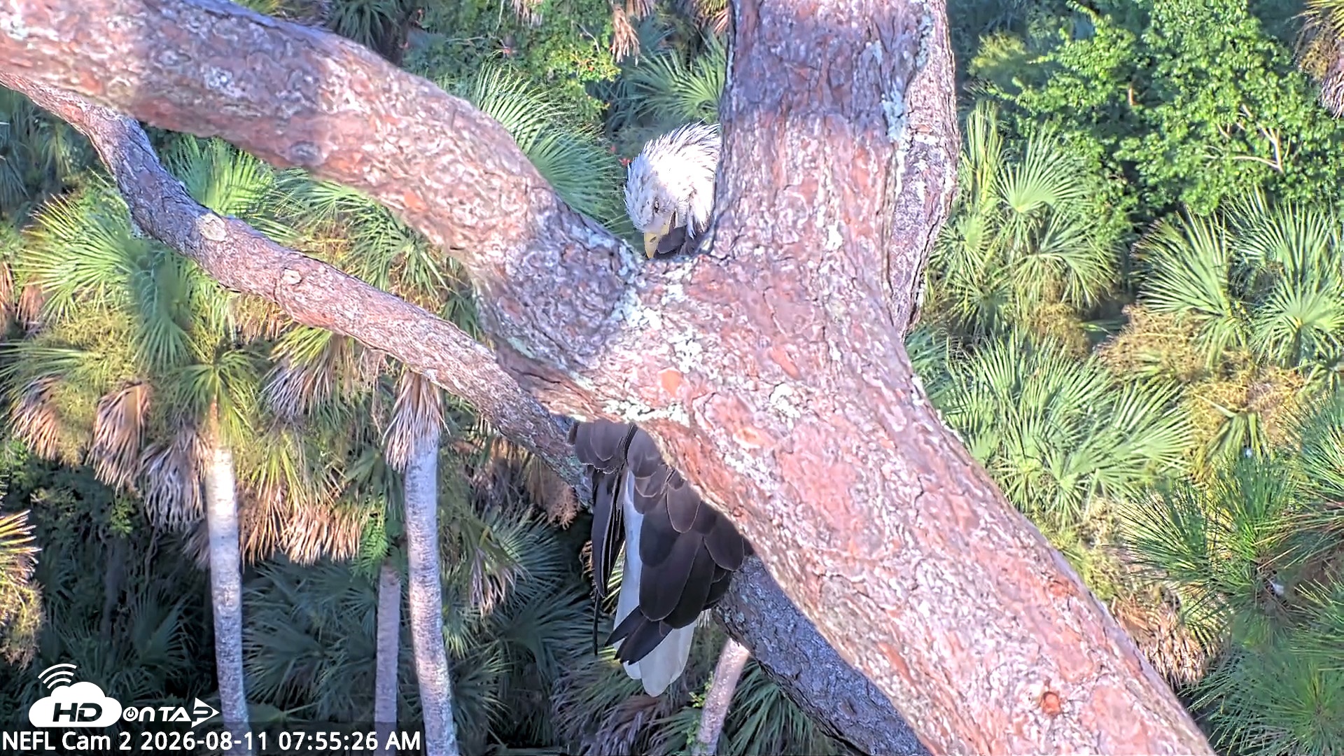 Snapshot of NE Florida Eagles Live Webcam taken Aug 11, 2026, 7:56am EDT