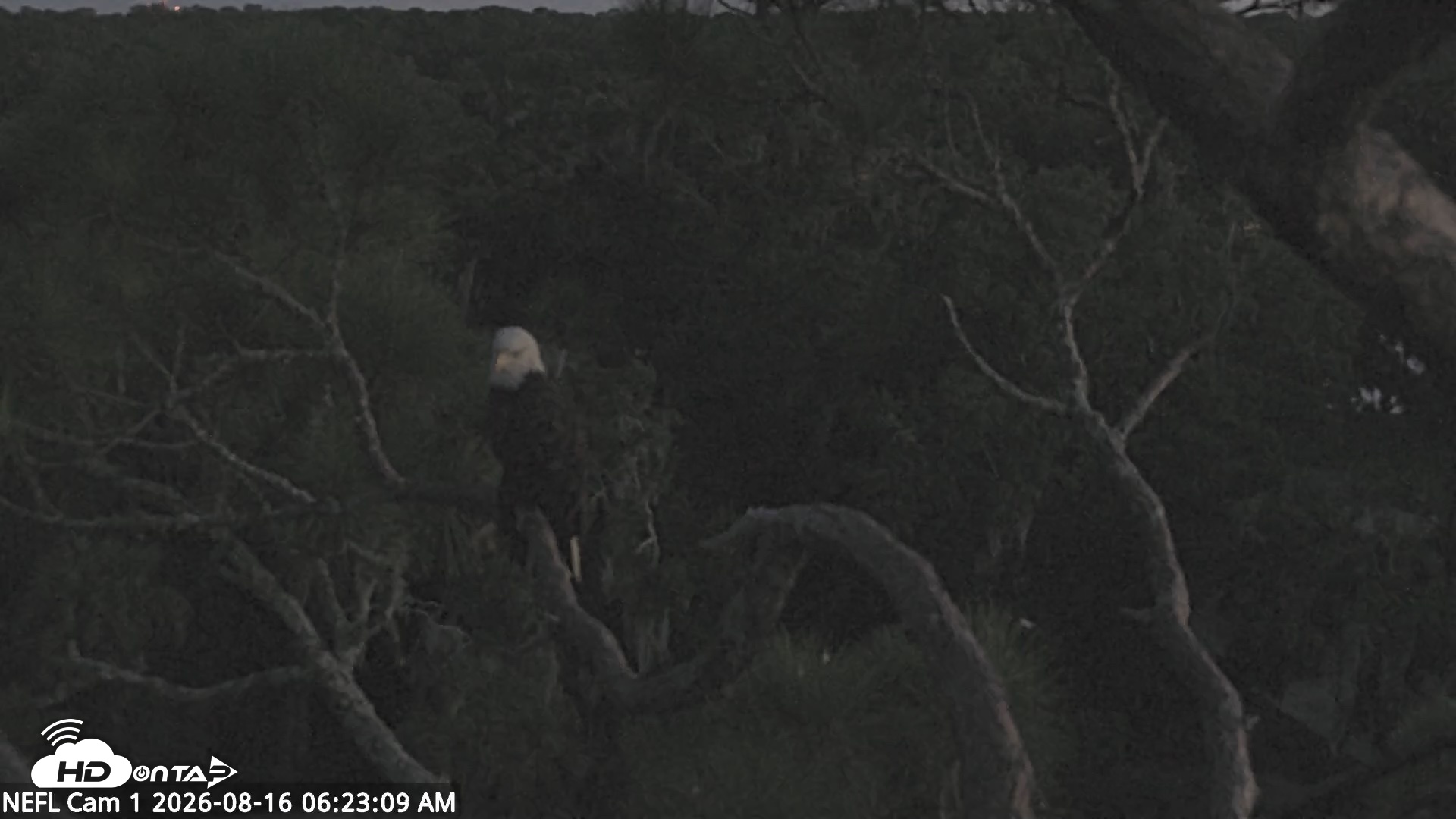 Snapshot of NE Florida Eagles Live Webcam taken Aug 16, 2026, 6:24am EDT