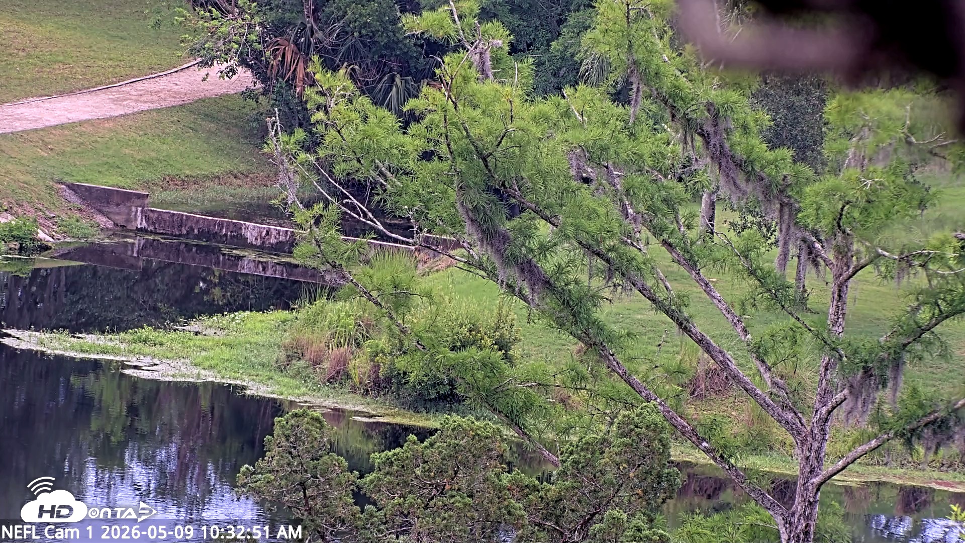 Snapshot of NE Florida Eagles Live Webcam taken May 9, 2026, 10:35am EDT