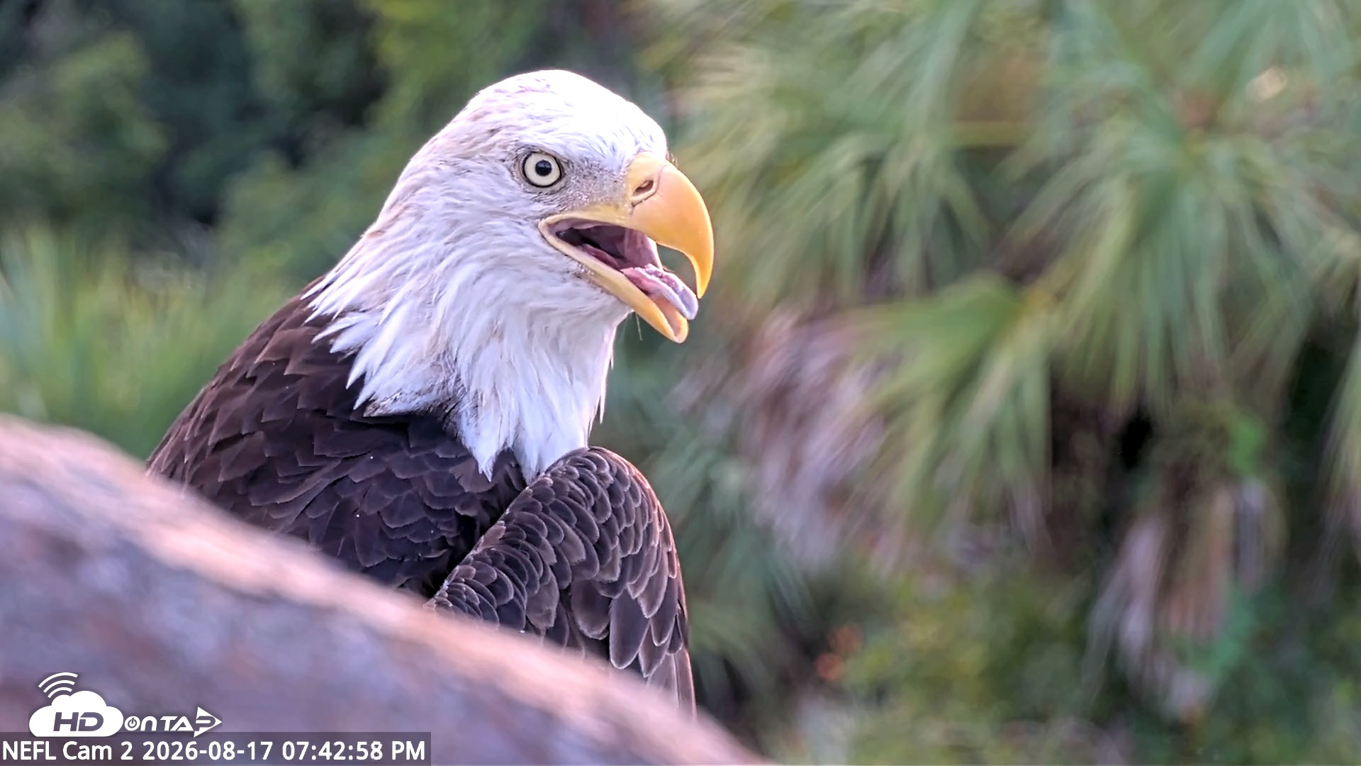 Snapshot of NE Florida Eagles Live Webcam taken Aug 17, 2026, 7:43pm EDT