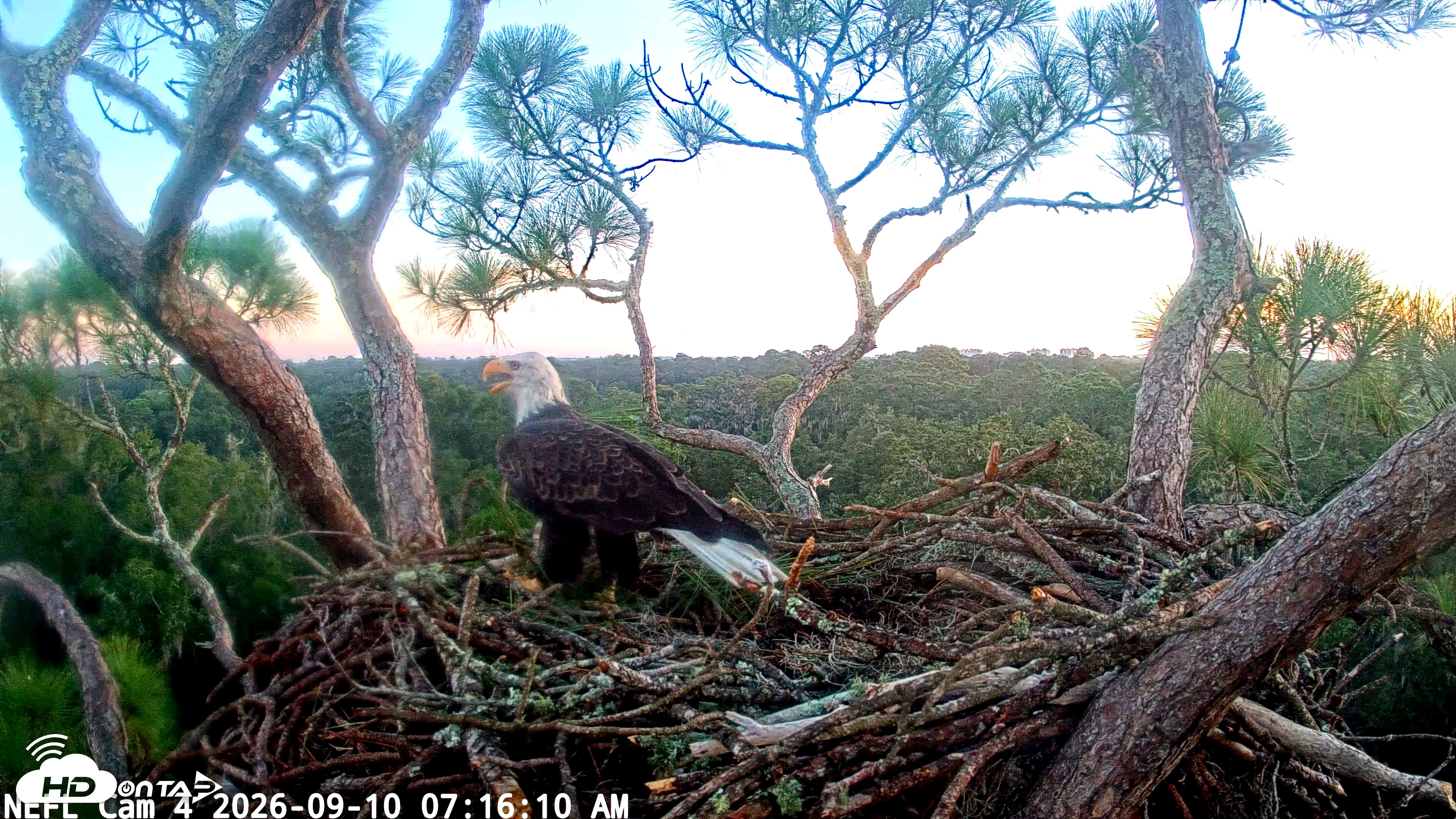 Snapshot of NE Florida Eagles Live Webcam taken Sep 10, 2026, 7:18am EDT