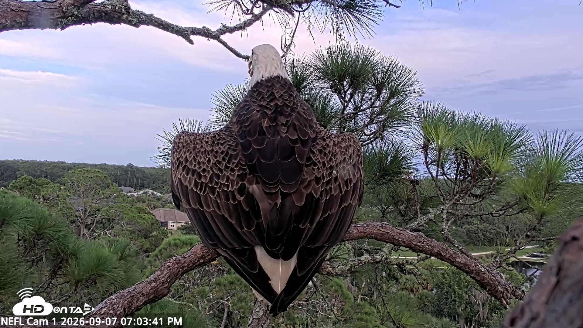 Snapshot of NE Florida Eagles Live Webcam taken Sep 7, 2026, 7:04pm EDT