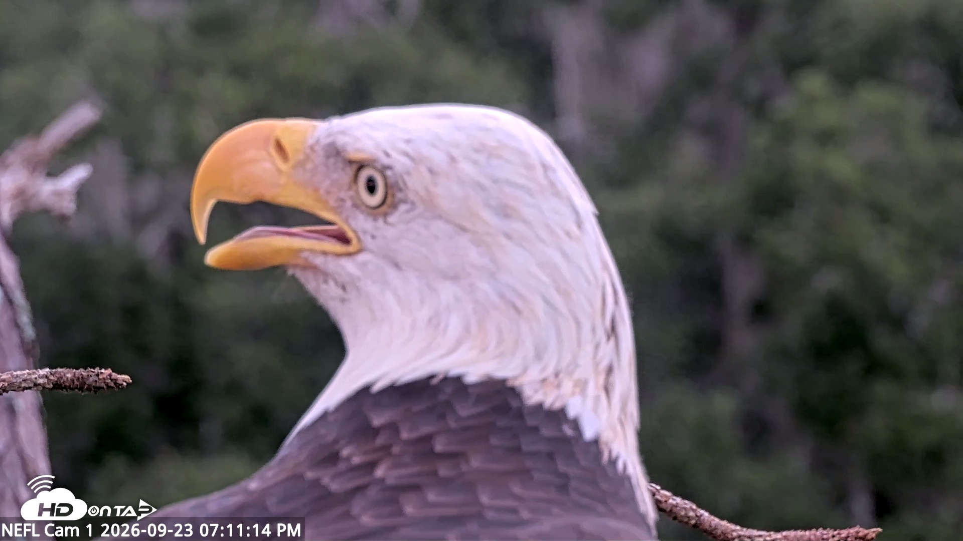Snapshot of NE Florida Eagles Live Webcam taken Sep 23, 2026, 7:12pm EDT