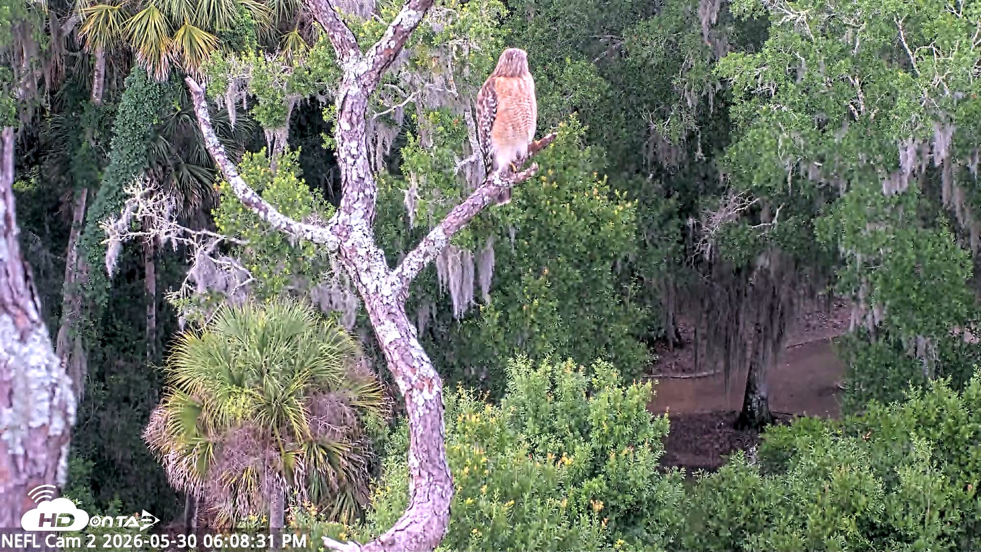 Snapshot of NE Florida Eagles Live Webcam taken May 30, 2026, 6:09pm EDT
