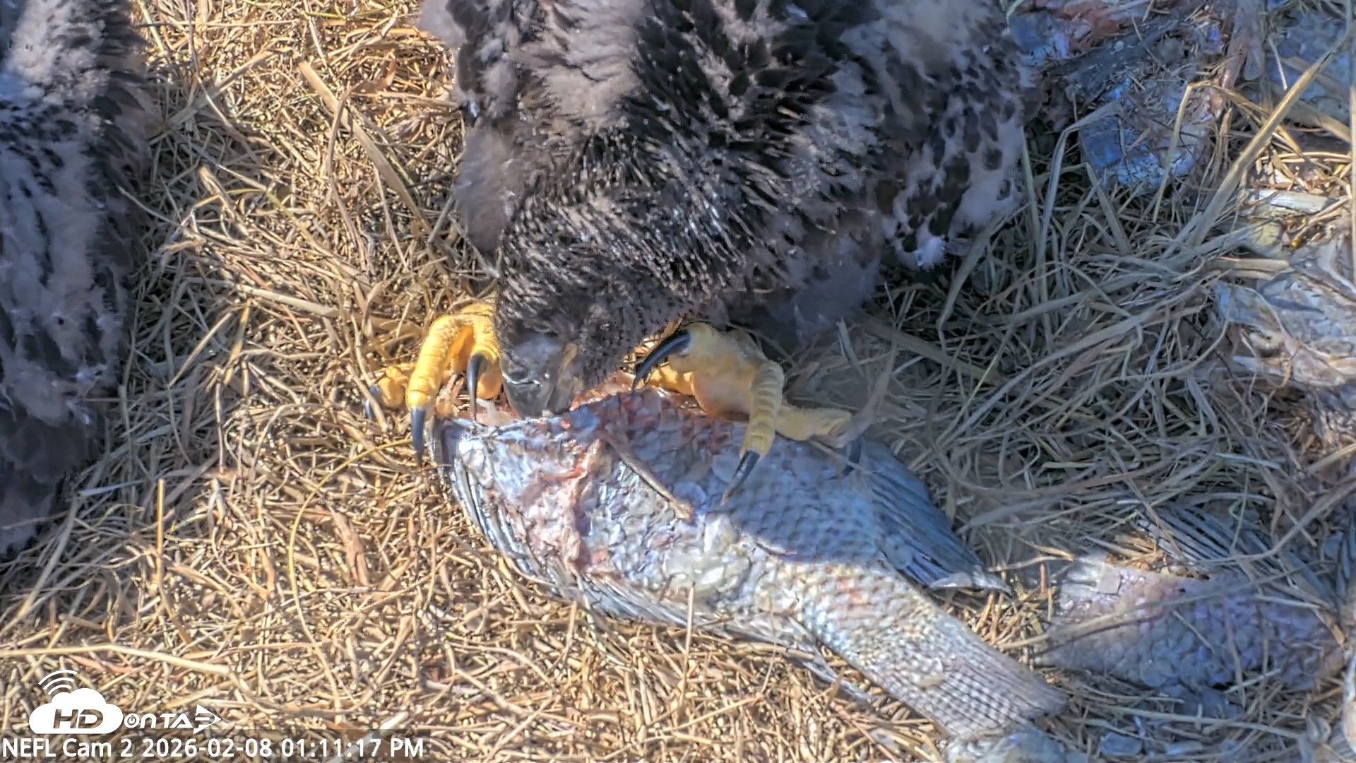 Snapshot of NE Florida Eagles Live Webcam taken Feb 8, 2026, 1:11pm EST