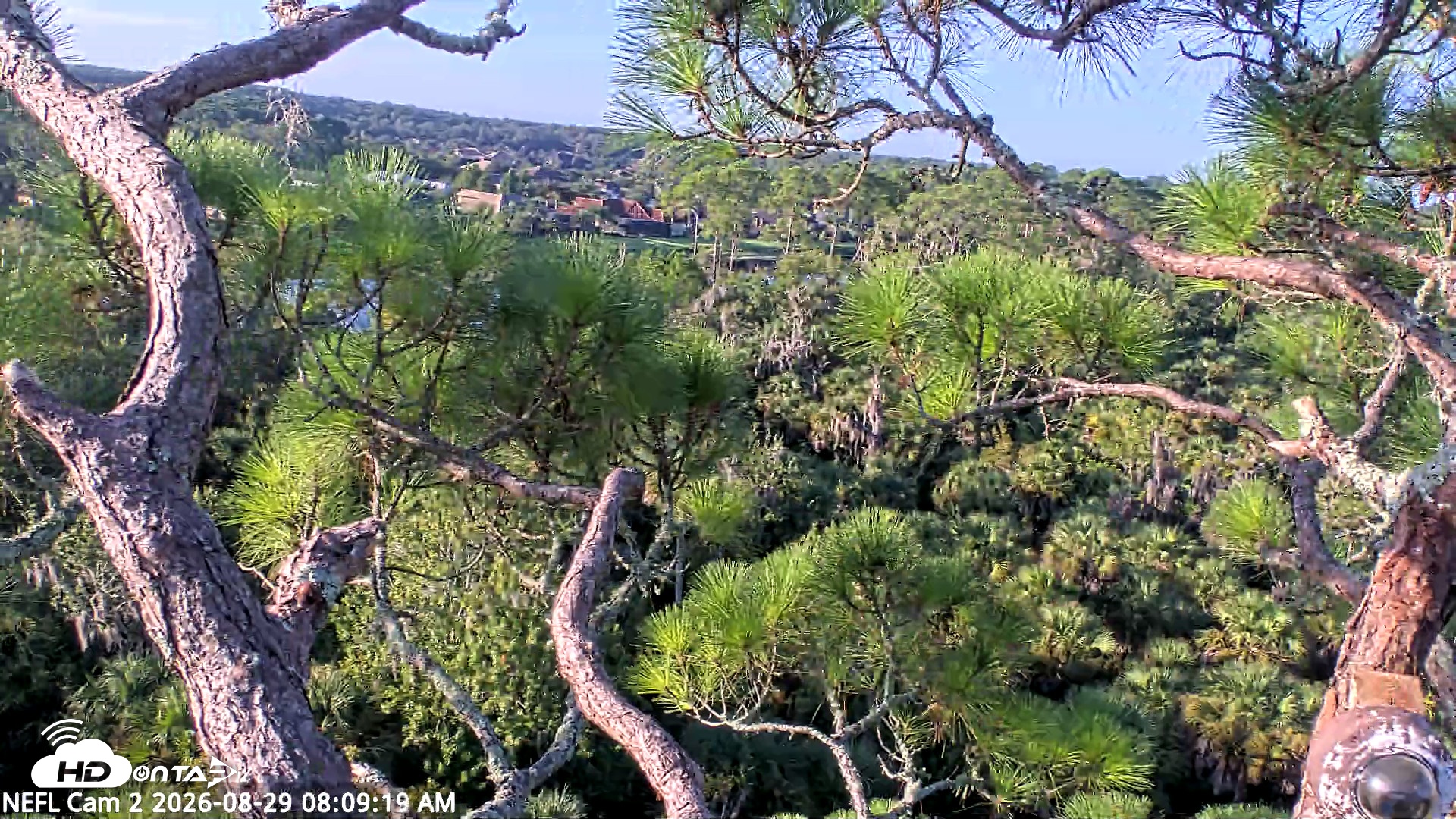 Snapshot of NE Florida Eagles Live Webcam taken Aug 29, 2026, 8:10am EDT