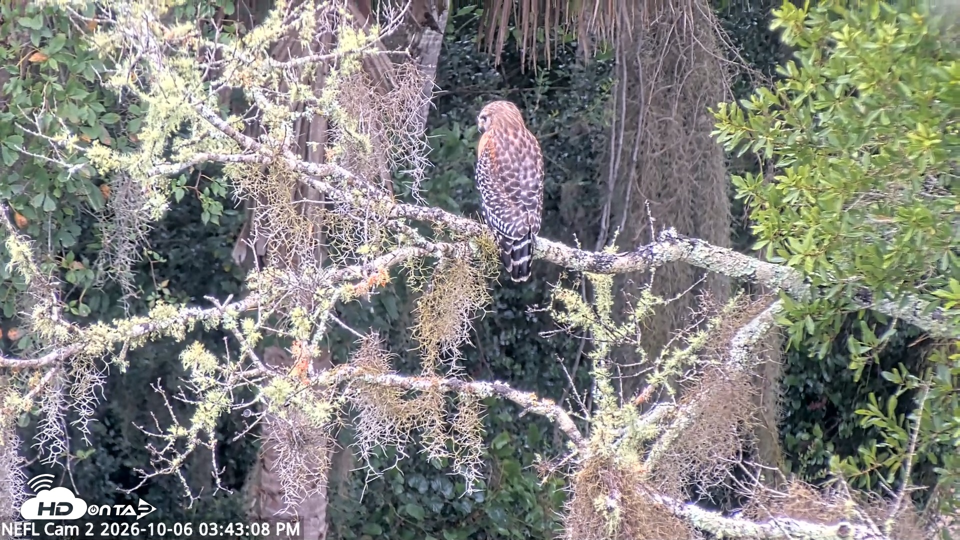 Snapshot of NE Florida Eagles Live Webcam taken Oct 6, 2026, 3:44pm EDT