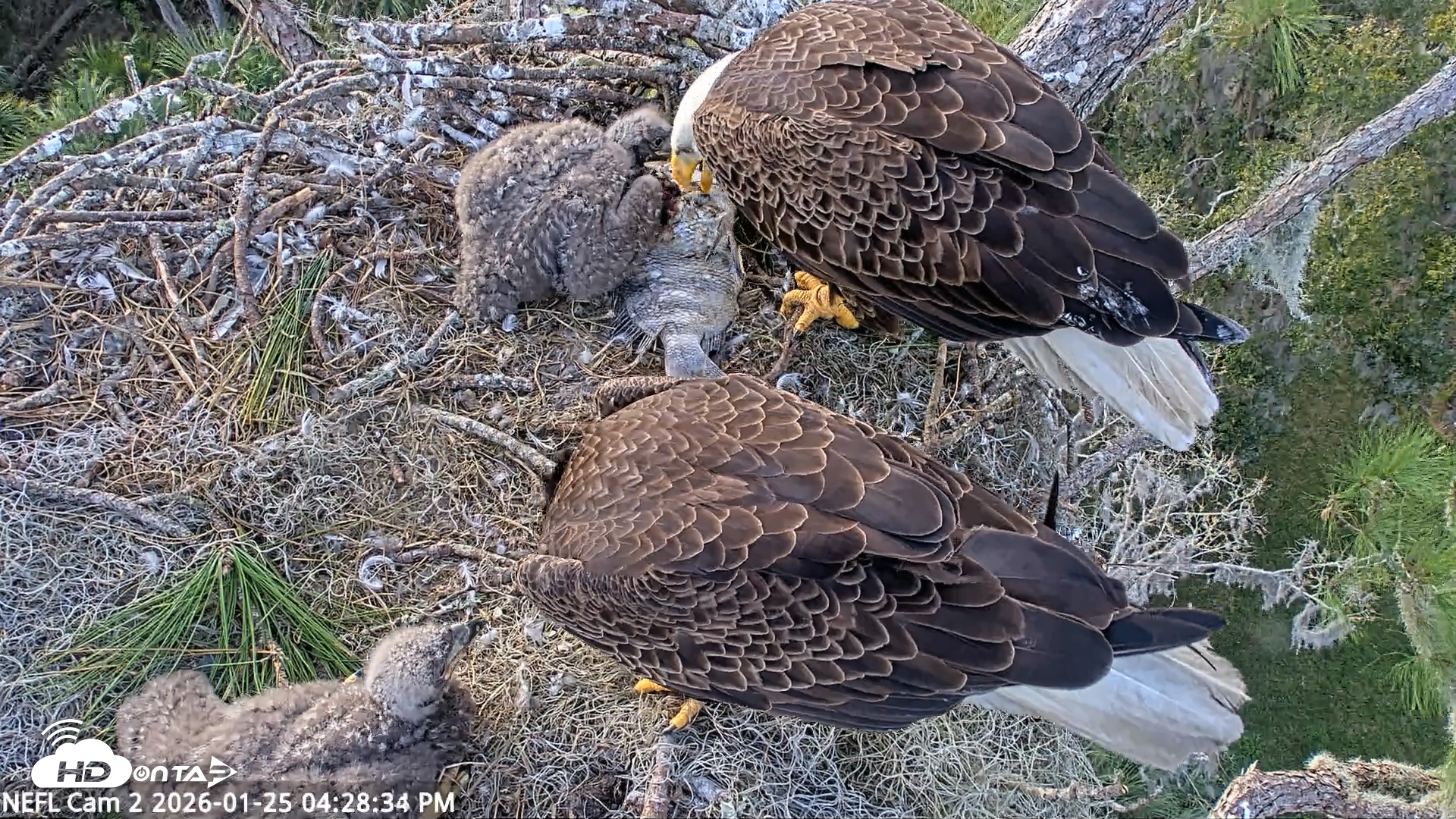 Snapshot of NE Florida Eagles Live Webcam taken Jan 25, 2026, 4:29pm EST