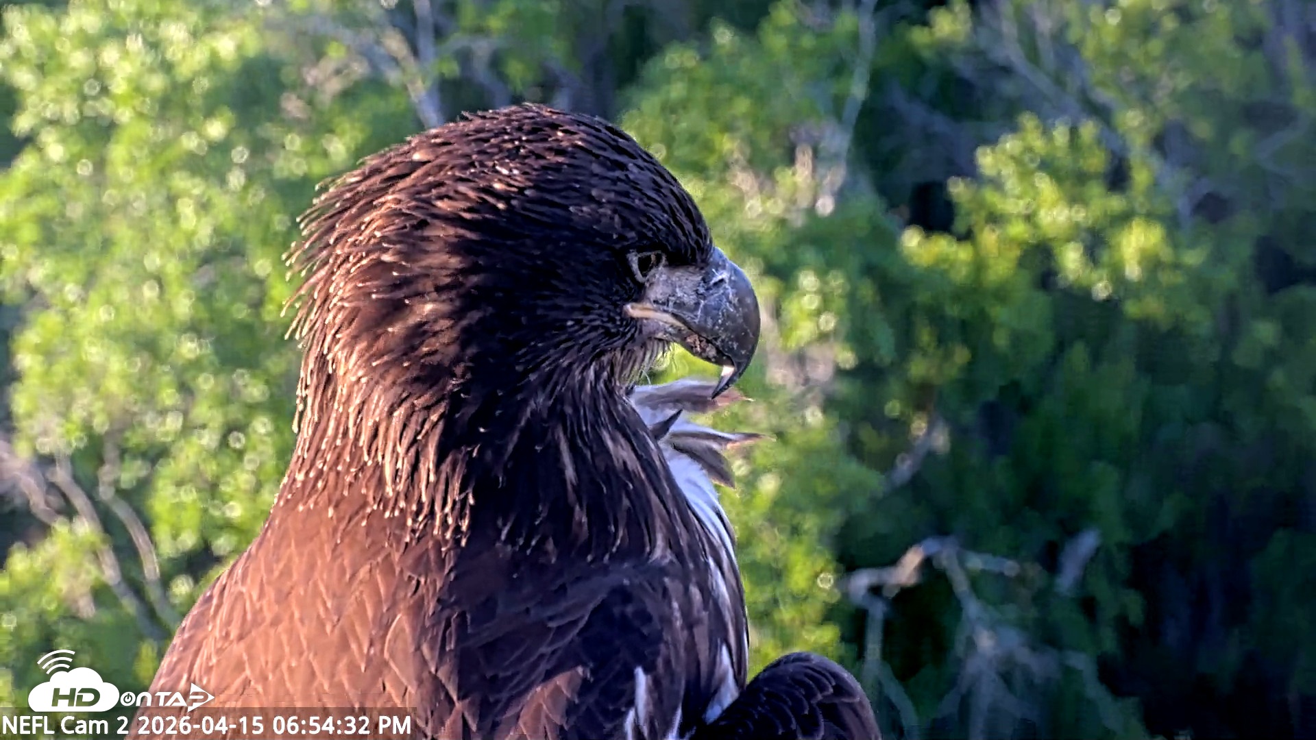 Snapshot of NE Florida Eagles Live Webcam taken Apr 15, 2026, 6:55pm EDT
