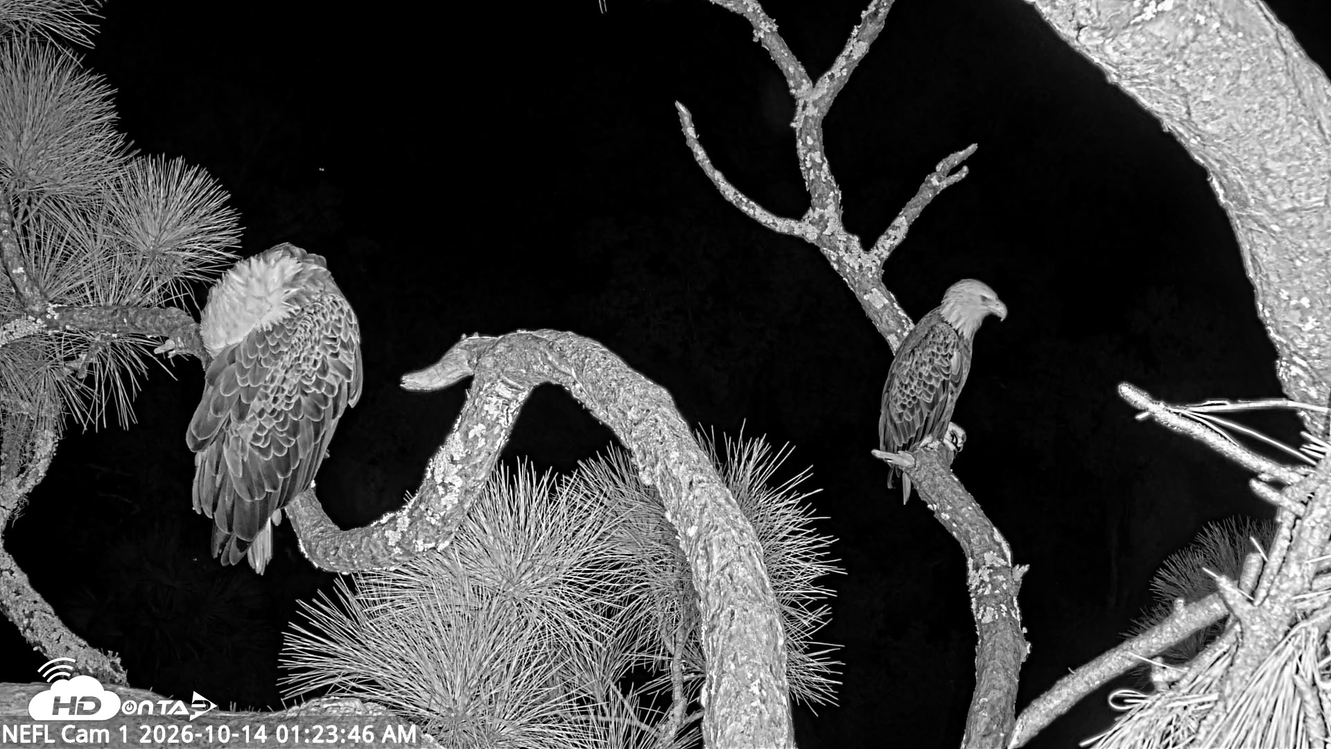 Snapshot of NE Florida Eagles Live Webcam taken Oct 14, 2026, 1:24am EDT