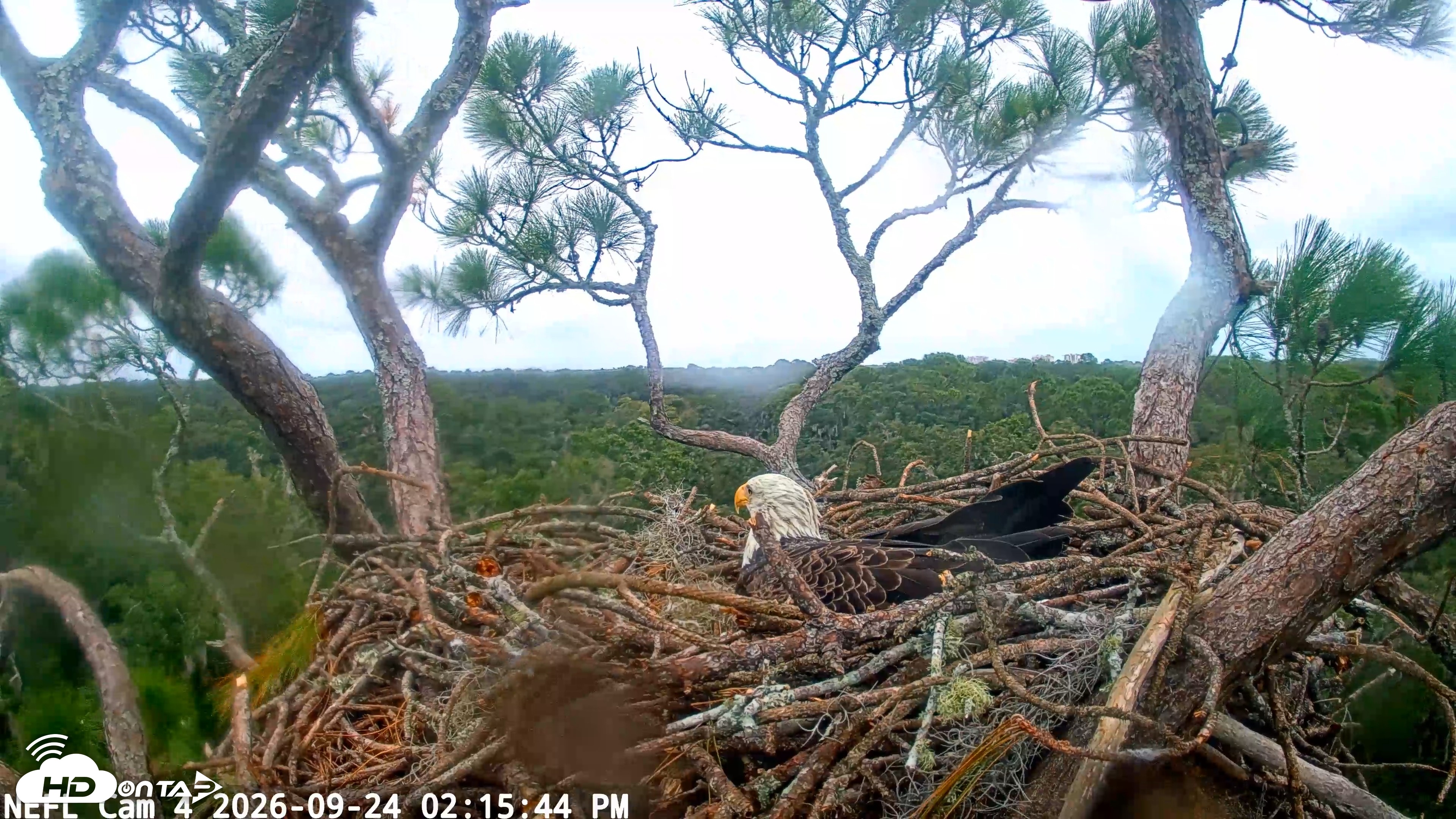Snapshot of NE Florida Eagles Live Webcam taken Sep 24, 2026, 2:16pm EDT