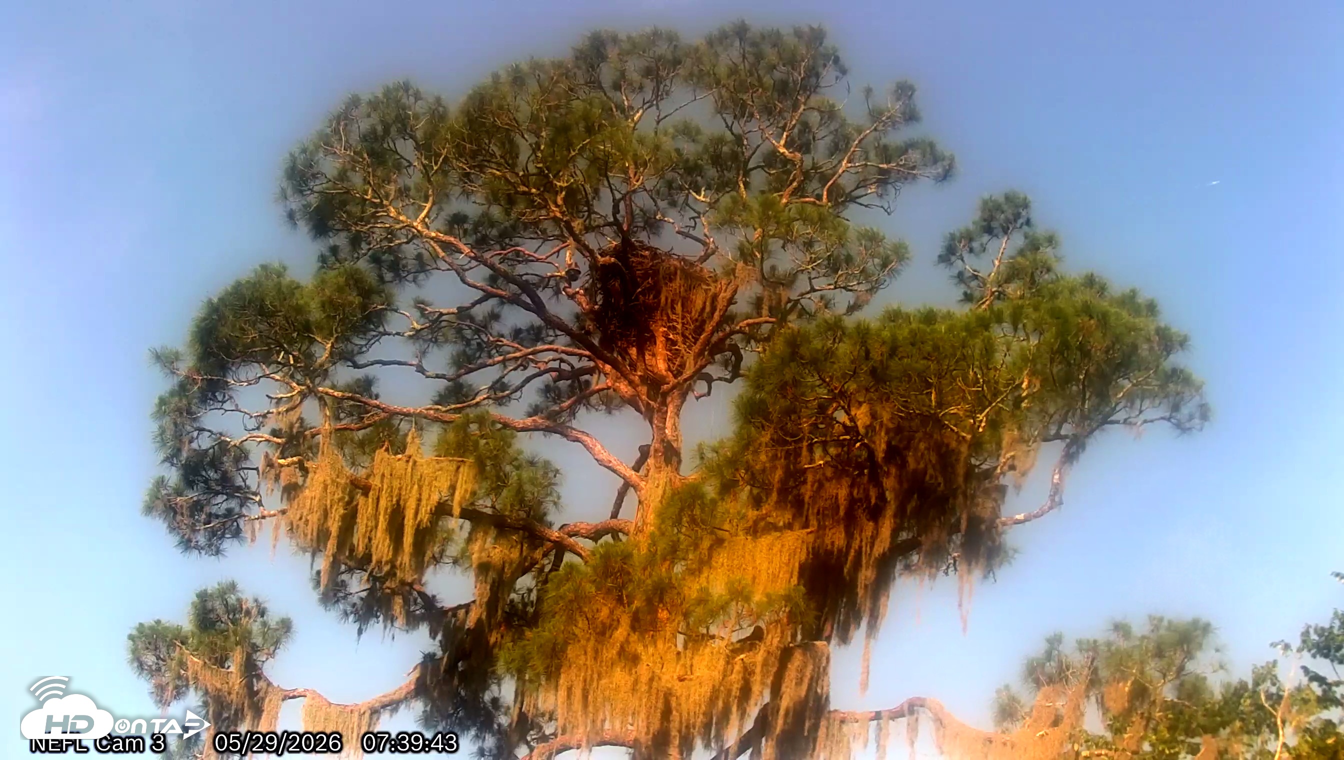 Snapshot of NE Florida Eagles Live Webcam taken May 29, 2026, 7:42am EDT
