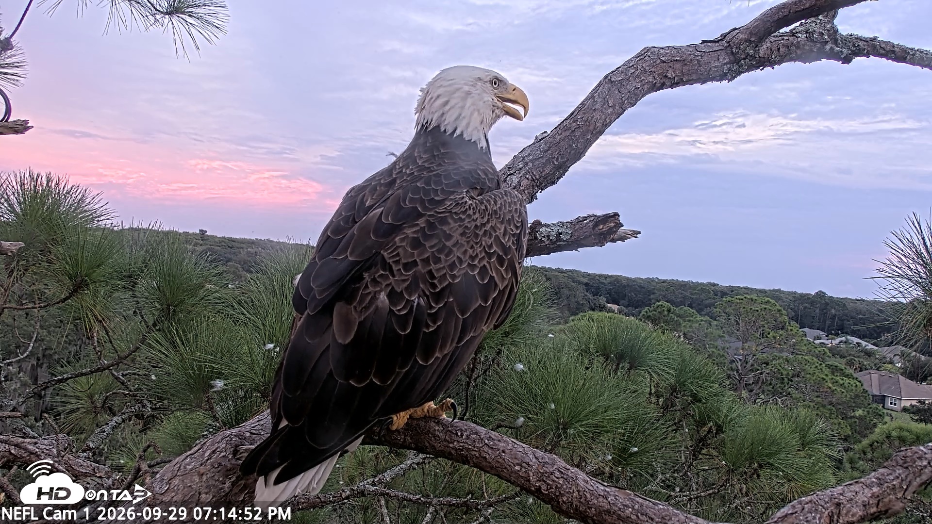 Snapshot of NE Florida Eagles Live Webcam taken Sep 29, 2026, 7:15pm EDT