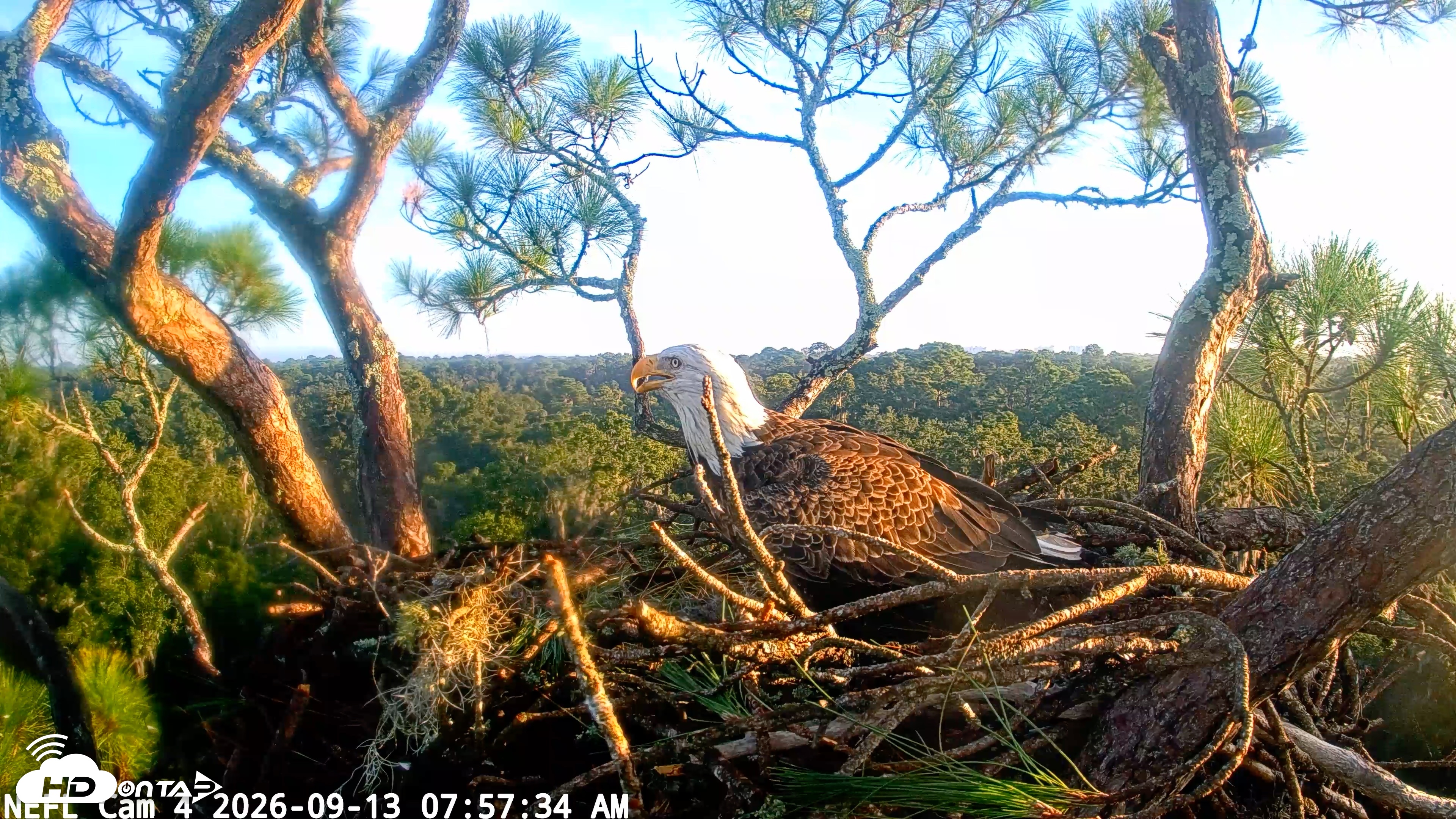 Snapshot of NE Florida Eagles Live Webcam taken Sep 13, 2026, 7:58am EDT