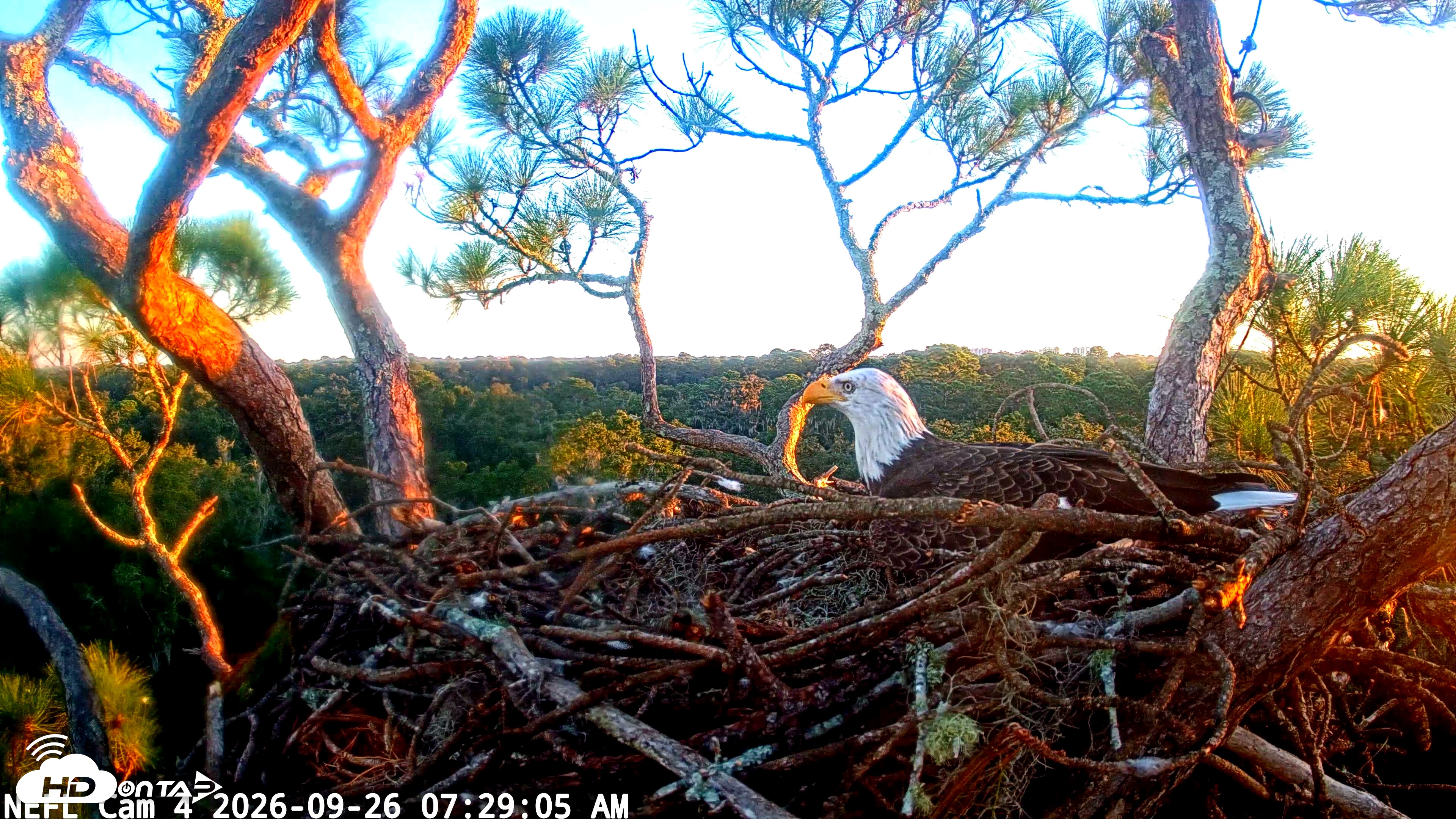 Snapshot of NE Florida Eagles Live Webcam taken Sep 26, 2026, 7:30am EDT