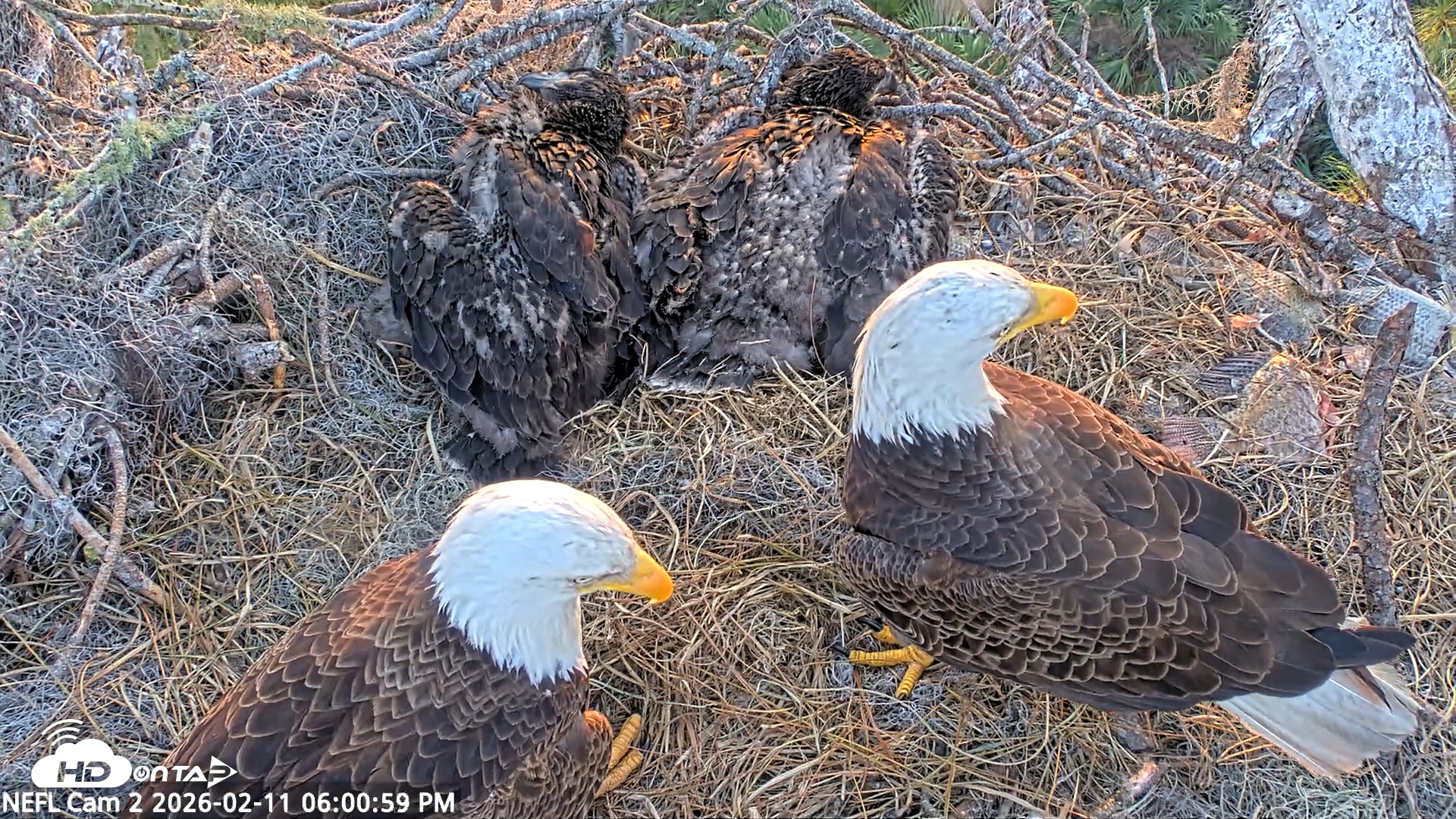 Snapshot of NE Florida Eagles Live Webcam taken Feb 11, 2026, 6:01pm EST