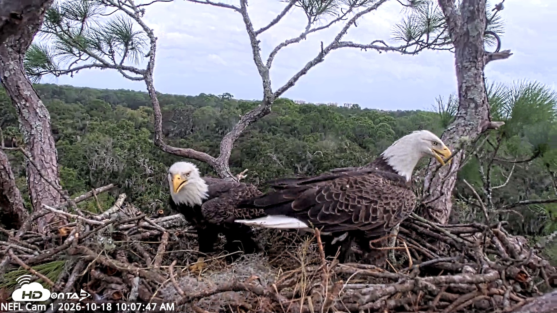 Snapshot of NE Florida Eagles Live Webcam taken Oct 18, 2026, 10:08am EDT