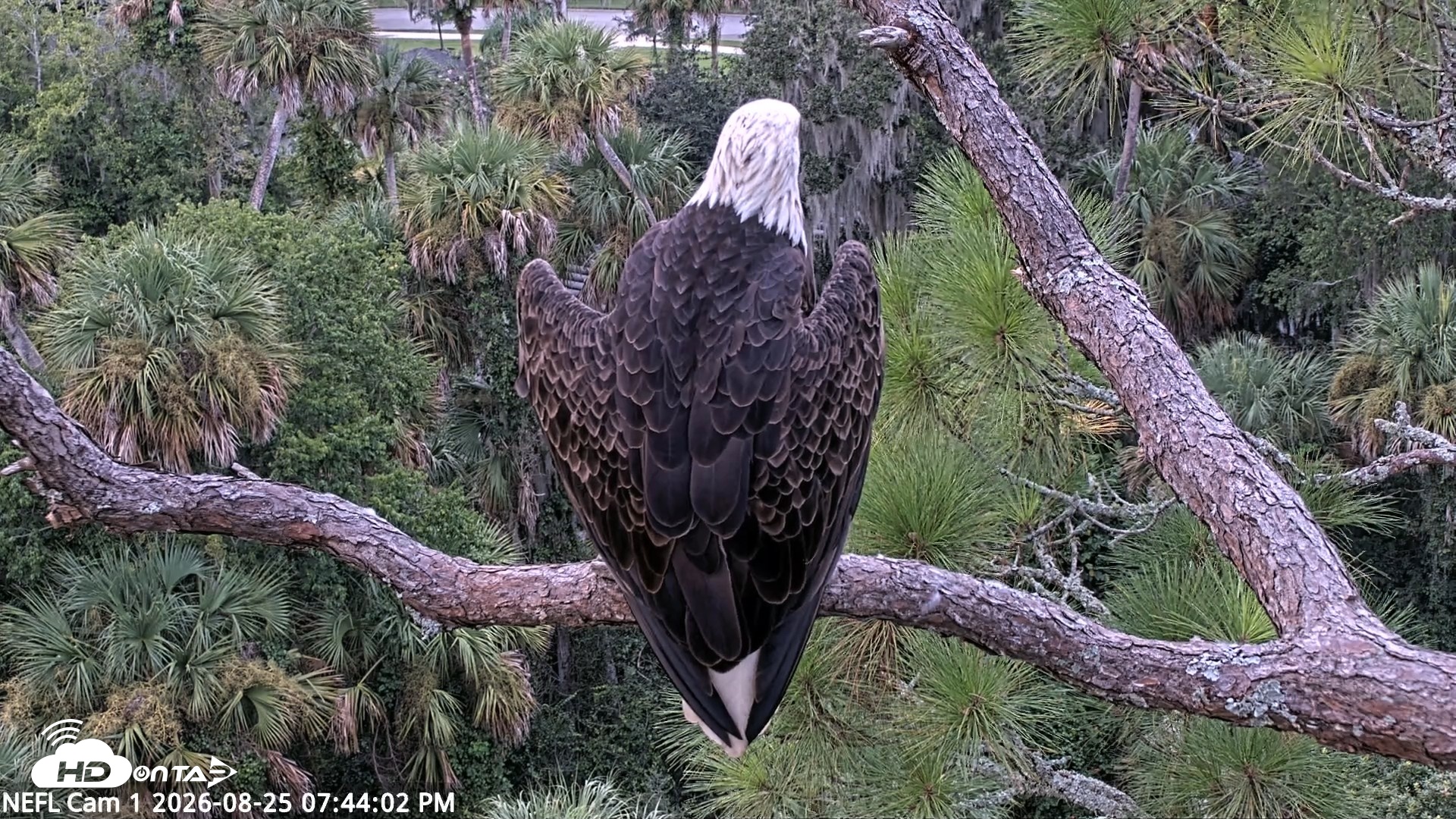 Snapshot of NE Florida Eagles Live Webcam taken Aug 25, 2026, 7:44pm EDT