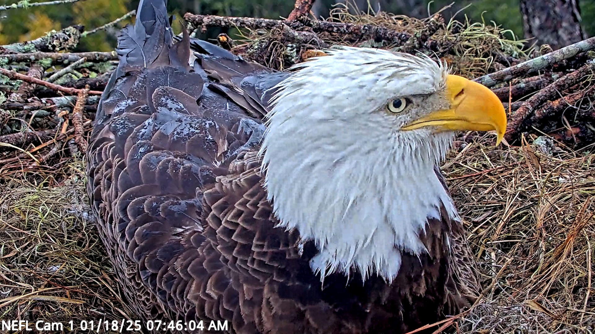 Snapshot of NE Florida Eagles Live Webcam taken Jan 18, 2025, 7:46am EST