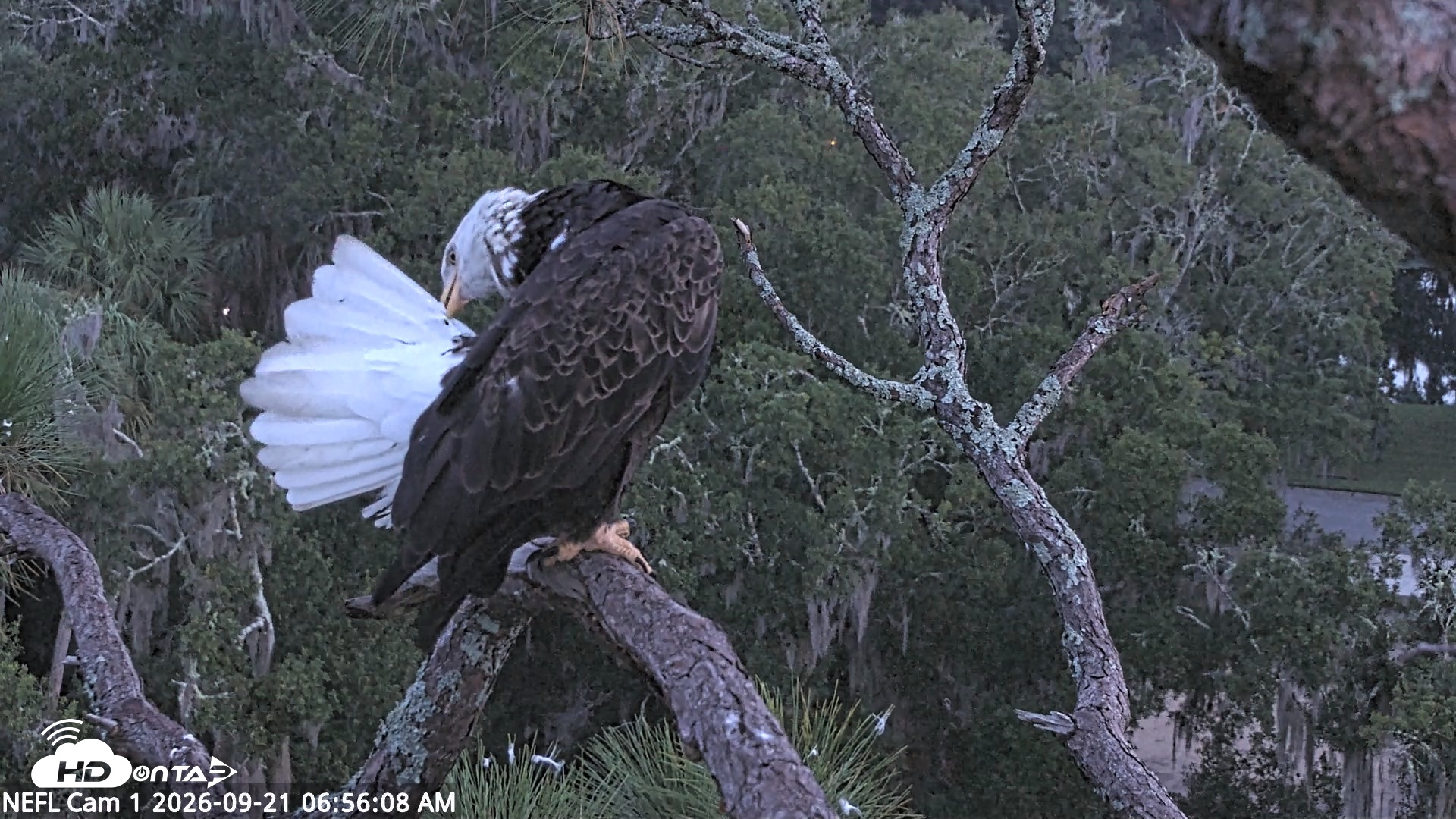 Snapshot of NE Florida Eagles Live Webcam taken Sep 21, 2026, 6:57am EDT