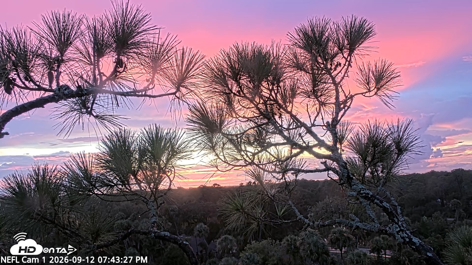 Snapshot of NE Florida Eagles Live Webcam taken Sep 12, 2026, 7:44pm EDT
