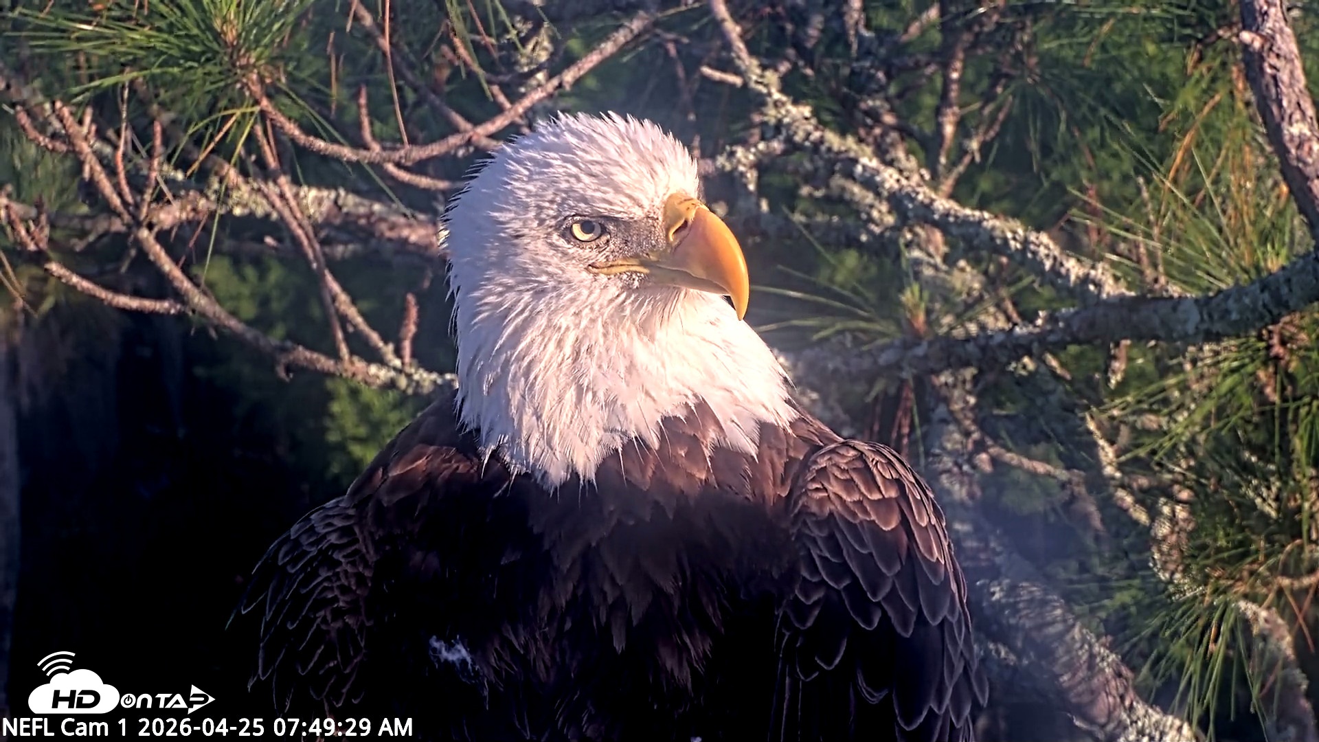 Snapshot of NE Florida Eagles Live Webcam taken Apr 25, 2026, 7:50am EDT