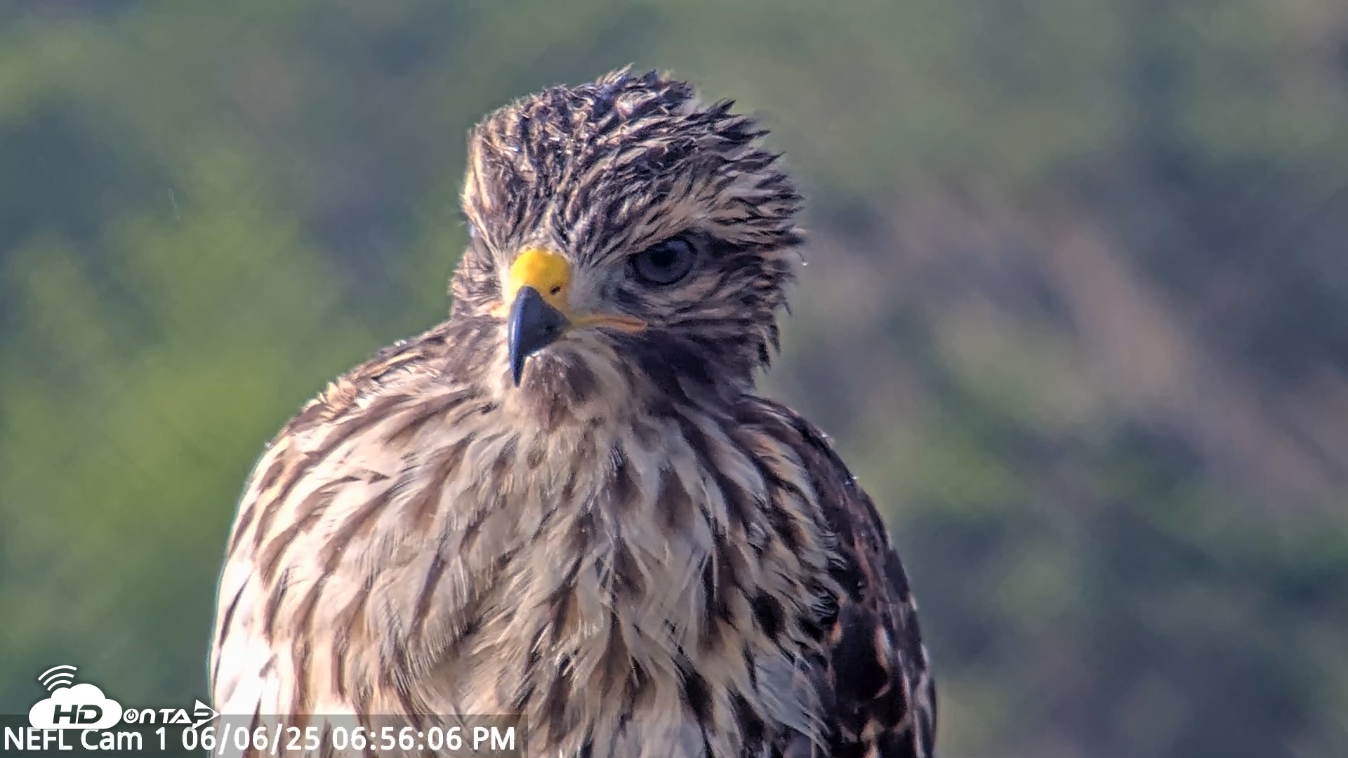 Snapshot of NE Florida Eagles Live Webcam taken Jun 6, 2025, 6:56pm EDT