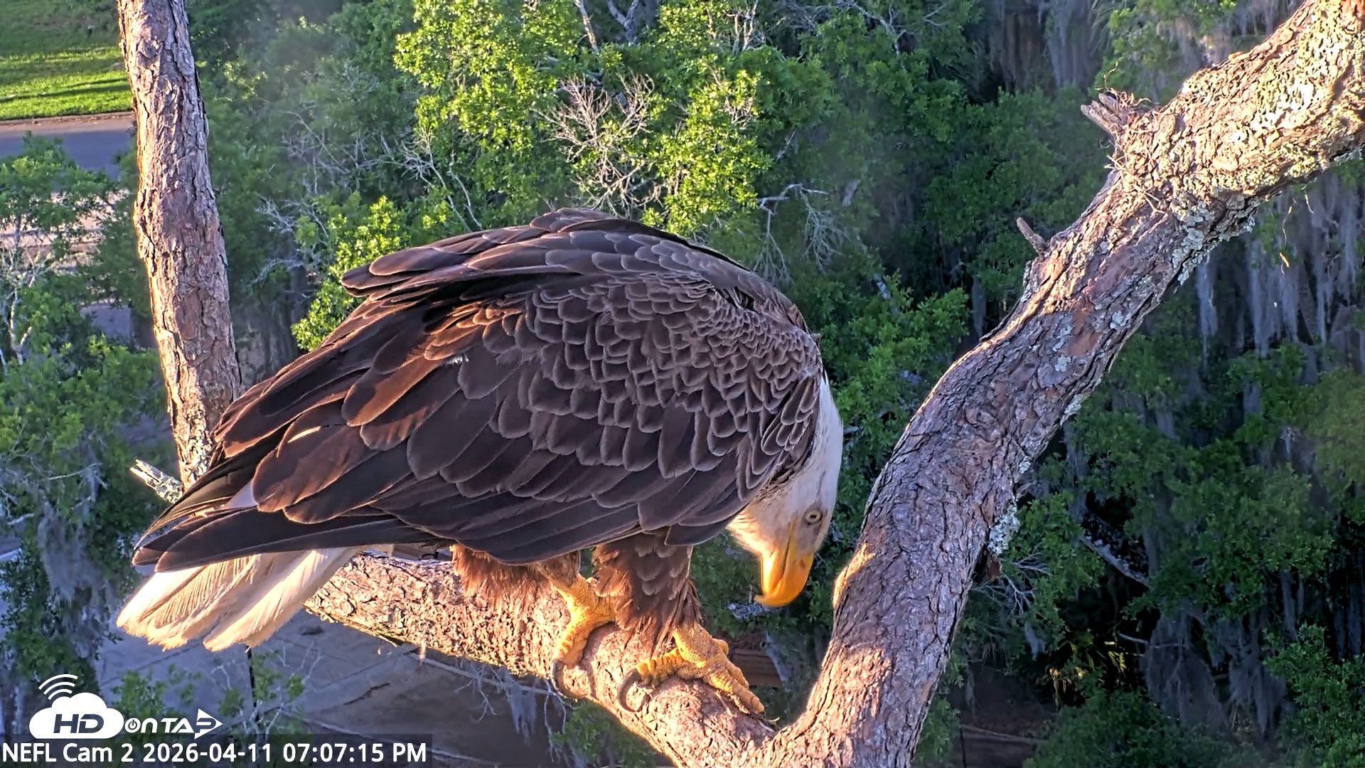 Snapshot of NE Florida Eagles Live Webcam taken Apr 11, 2026, 7:07pm EDT